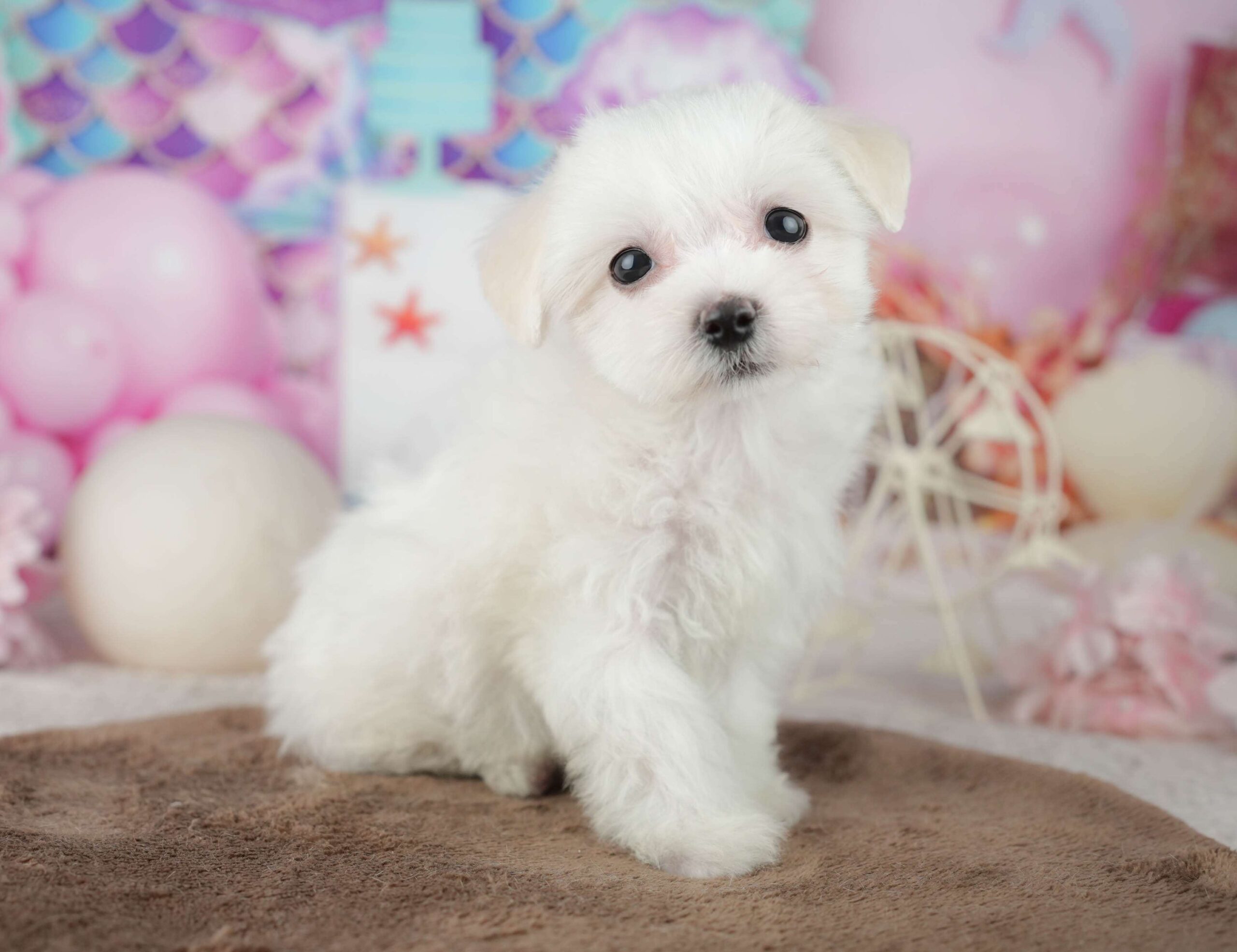 マルションプー | 女の子 | ホワイト | 2026年1月29日