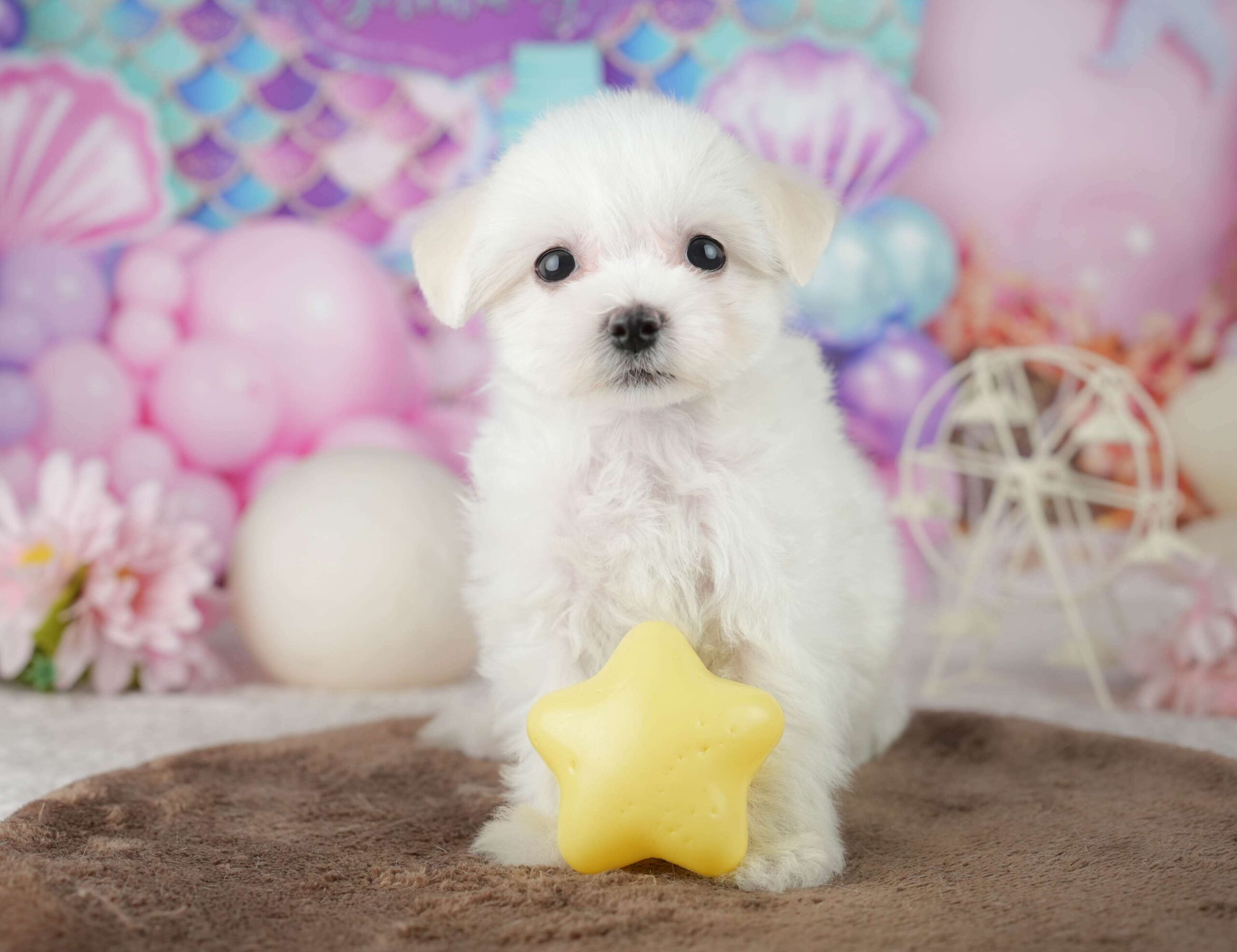 マルションプー | 女の子 | ホワイト | 2026年1月29日