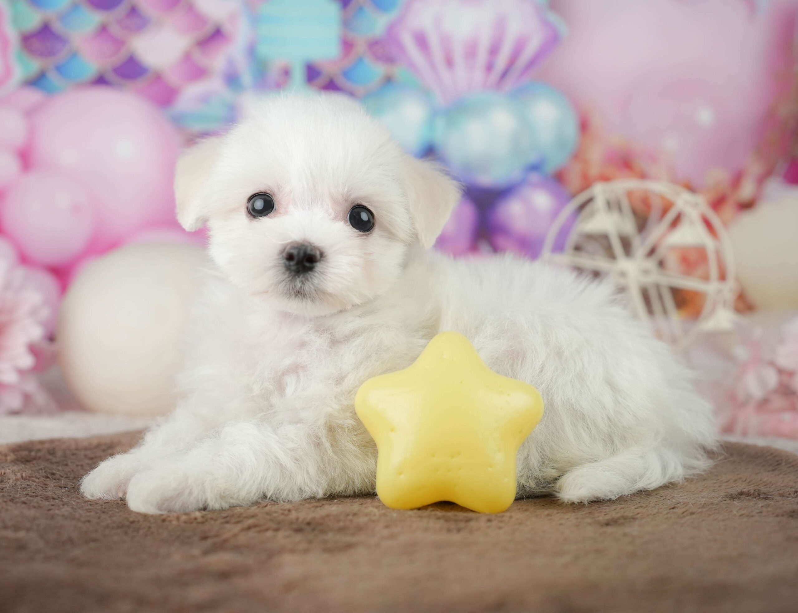 マルションプー | 女の子 | ホワイト | 2026年1月29日