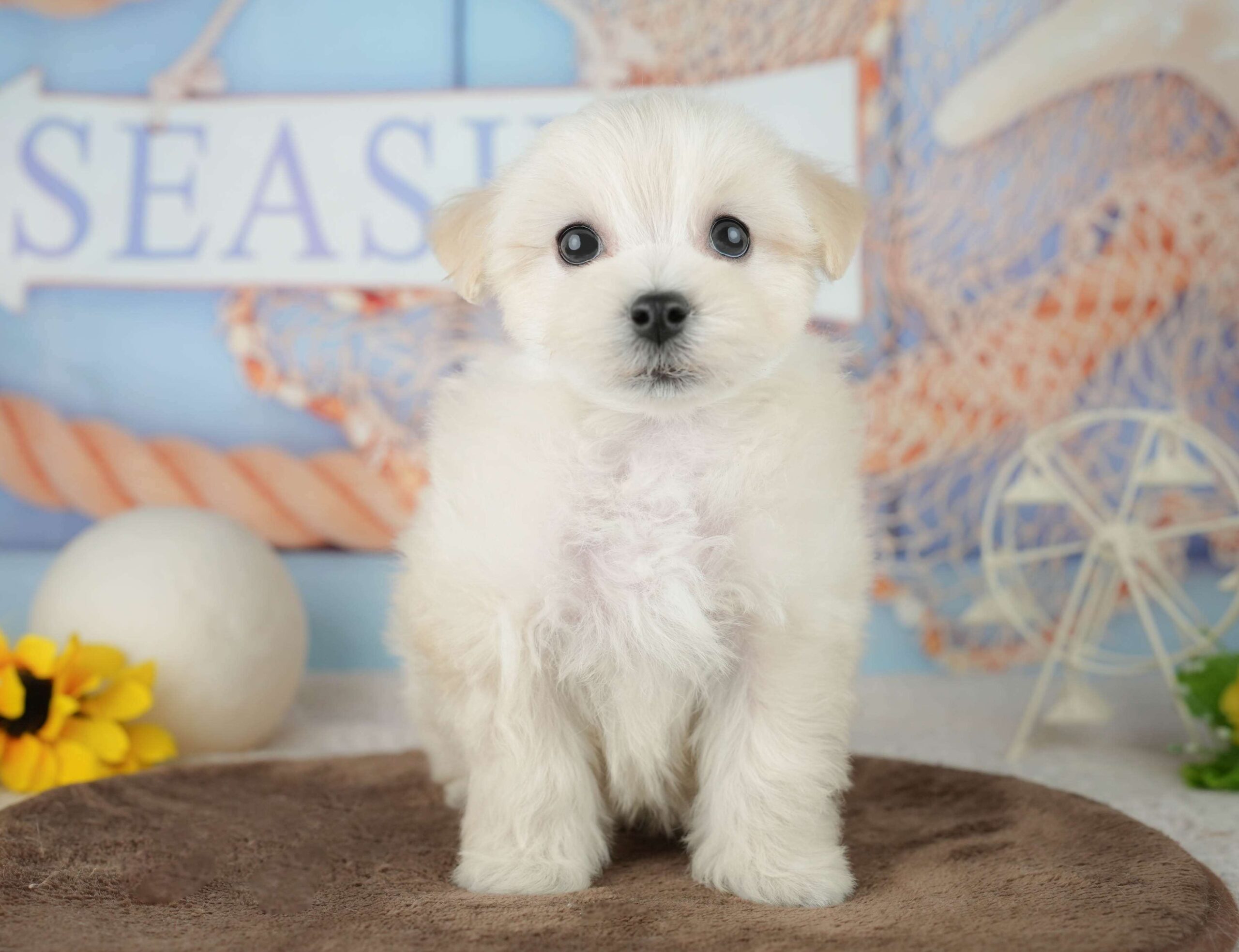 マルションプー | 男の子 | クリーム | 2026年1月29日