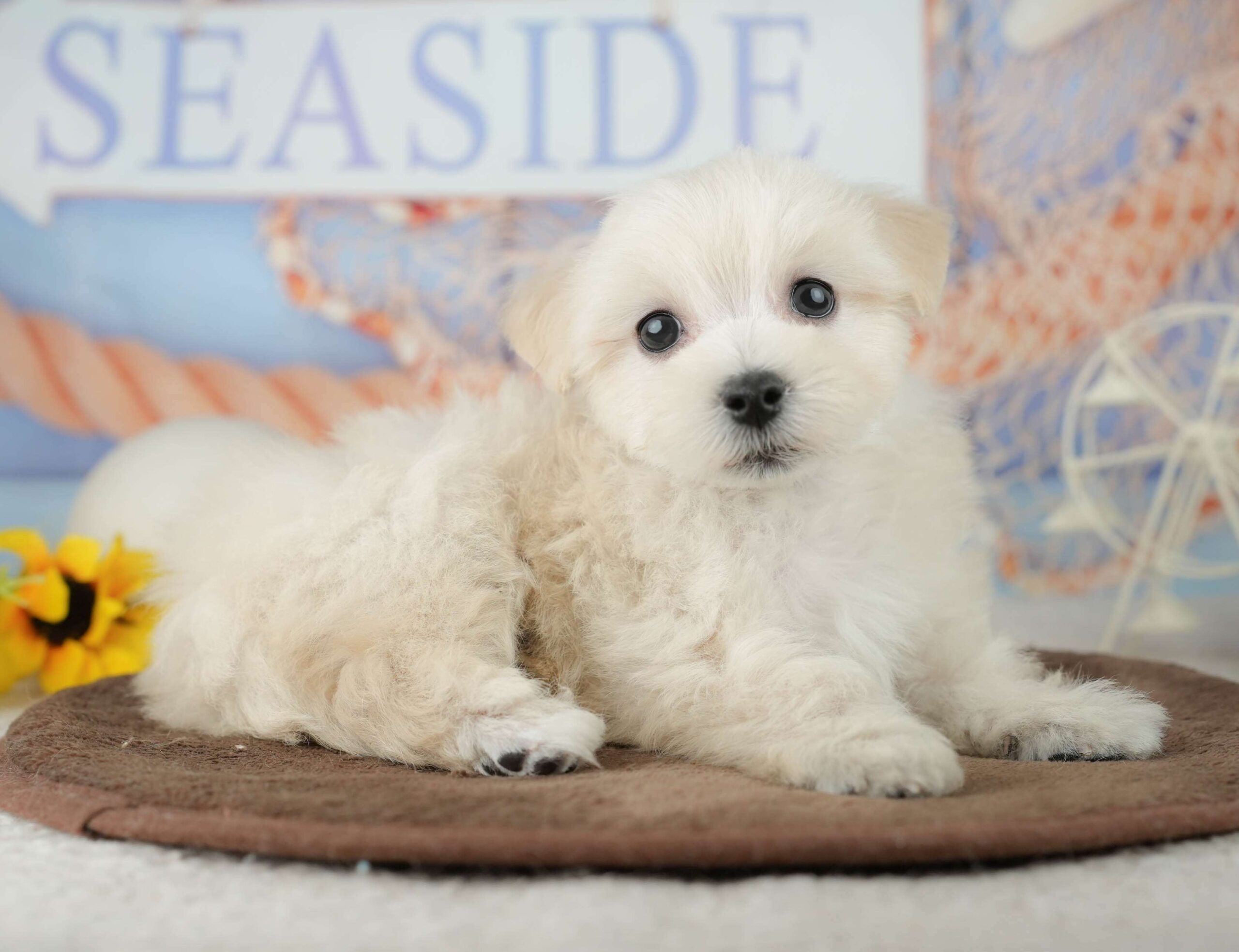 マルションプー | 男の子 | クリーム | 2026年1月29日