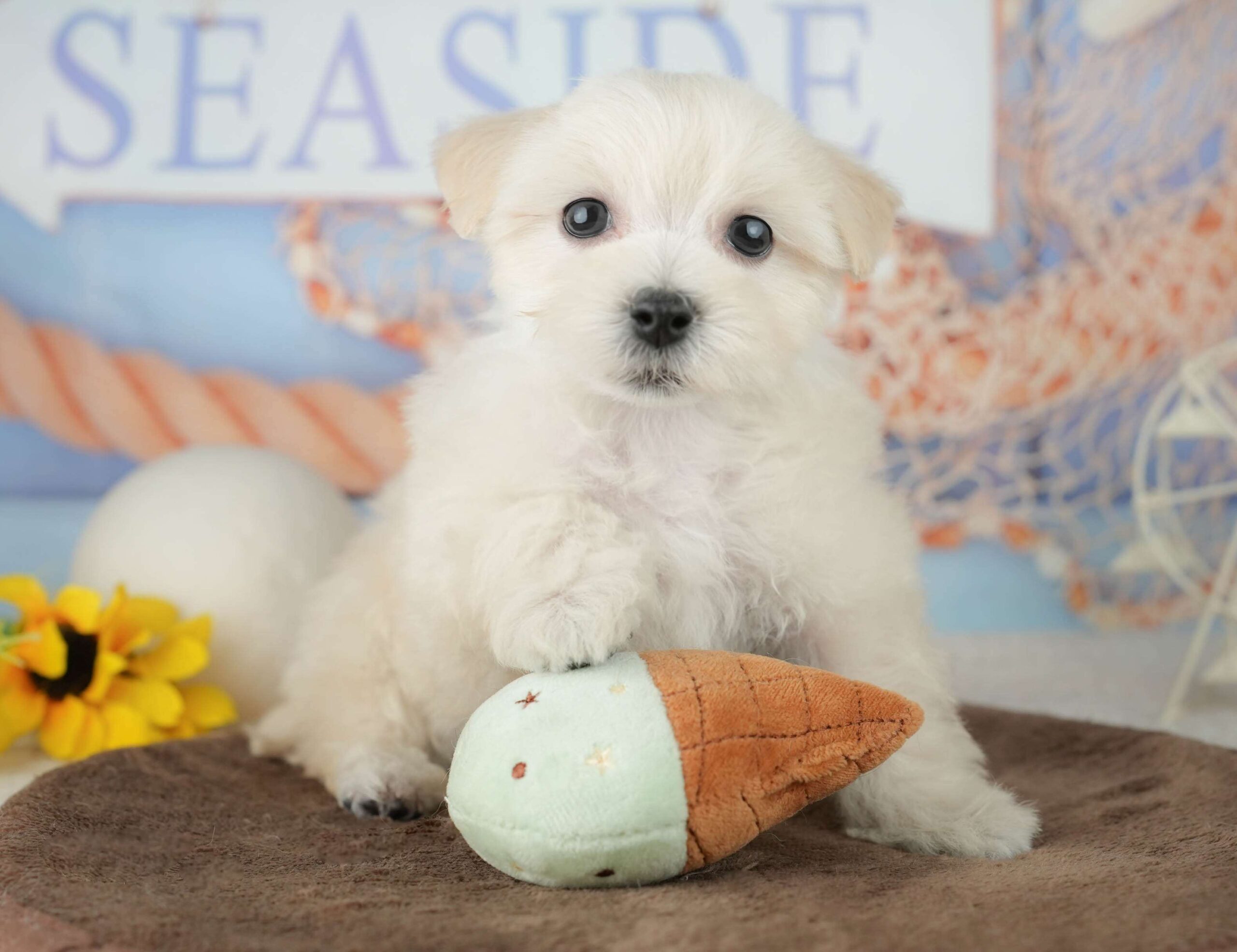 マルションプー | 男の子 | クリーム | 2026年1月29日