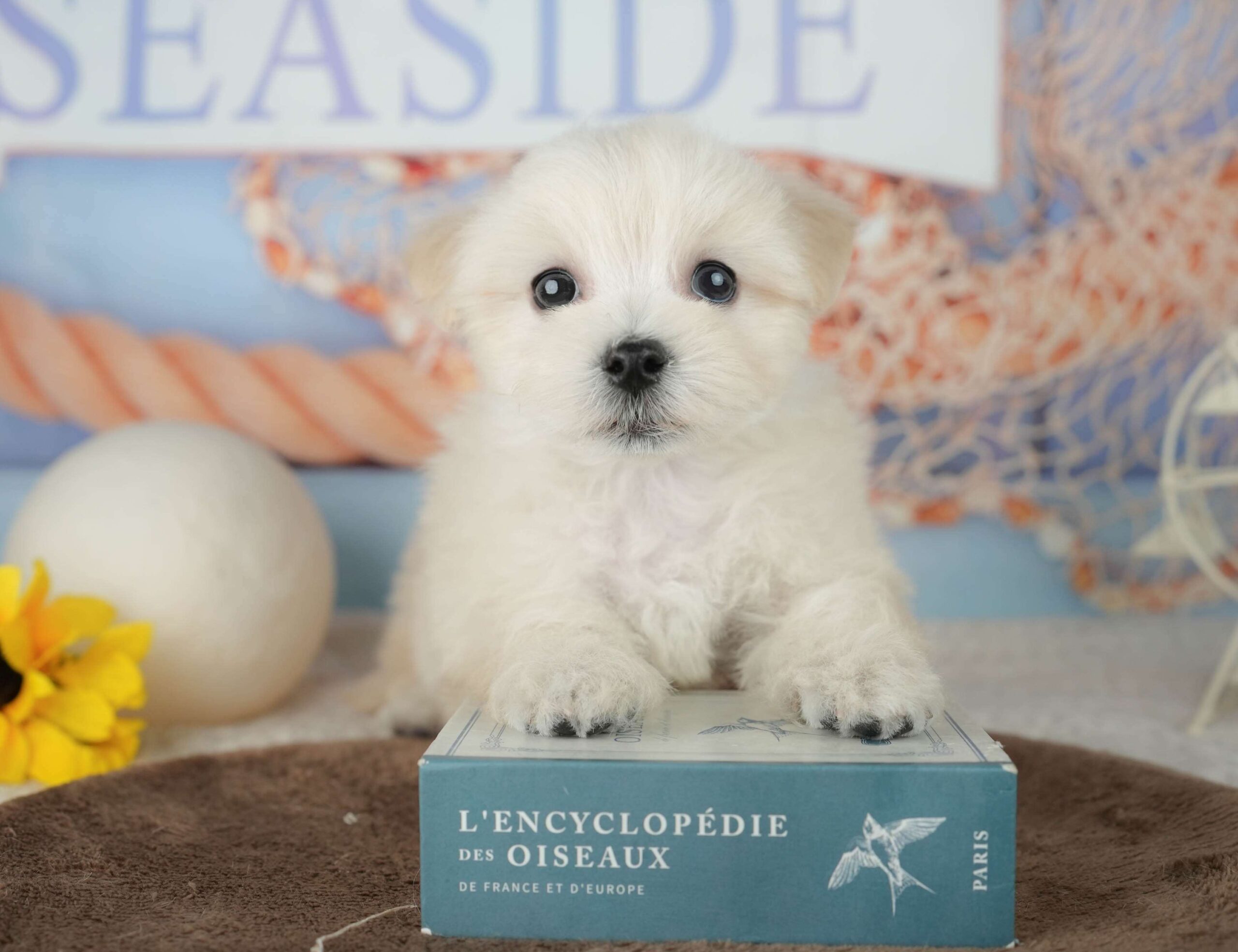 マルションプー | 男の子 | クリーム | 2026年1月29日