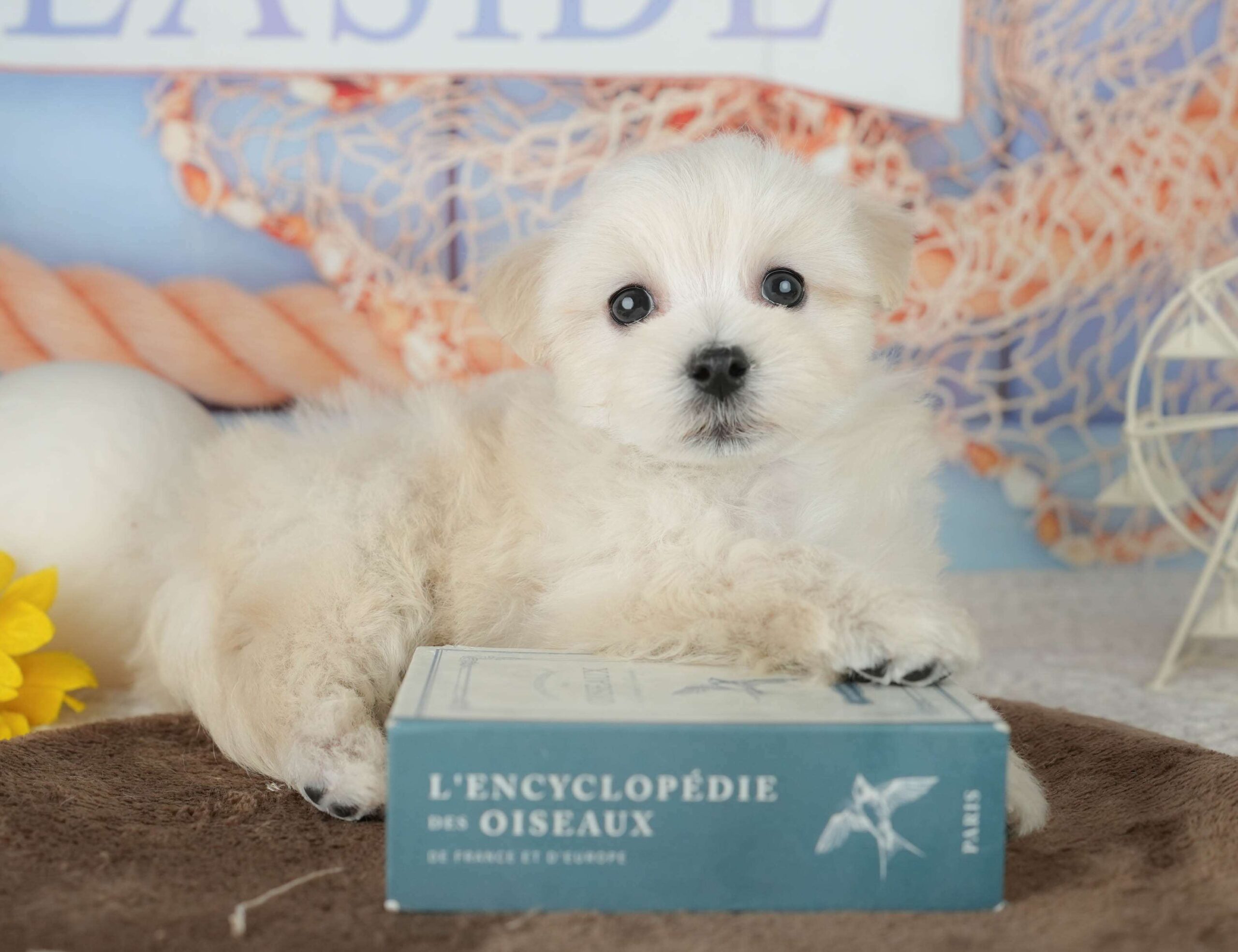 マルションプー | 男の子 | クリーム | 2026年1月29日