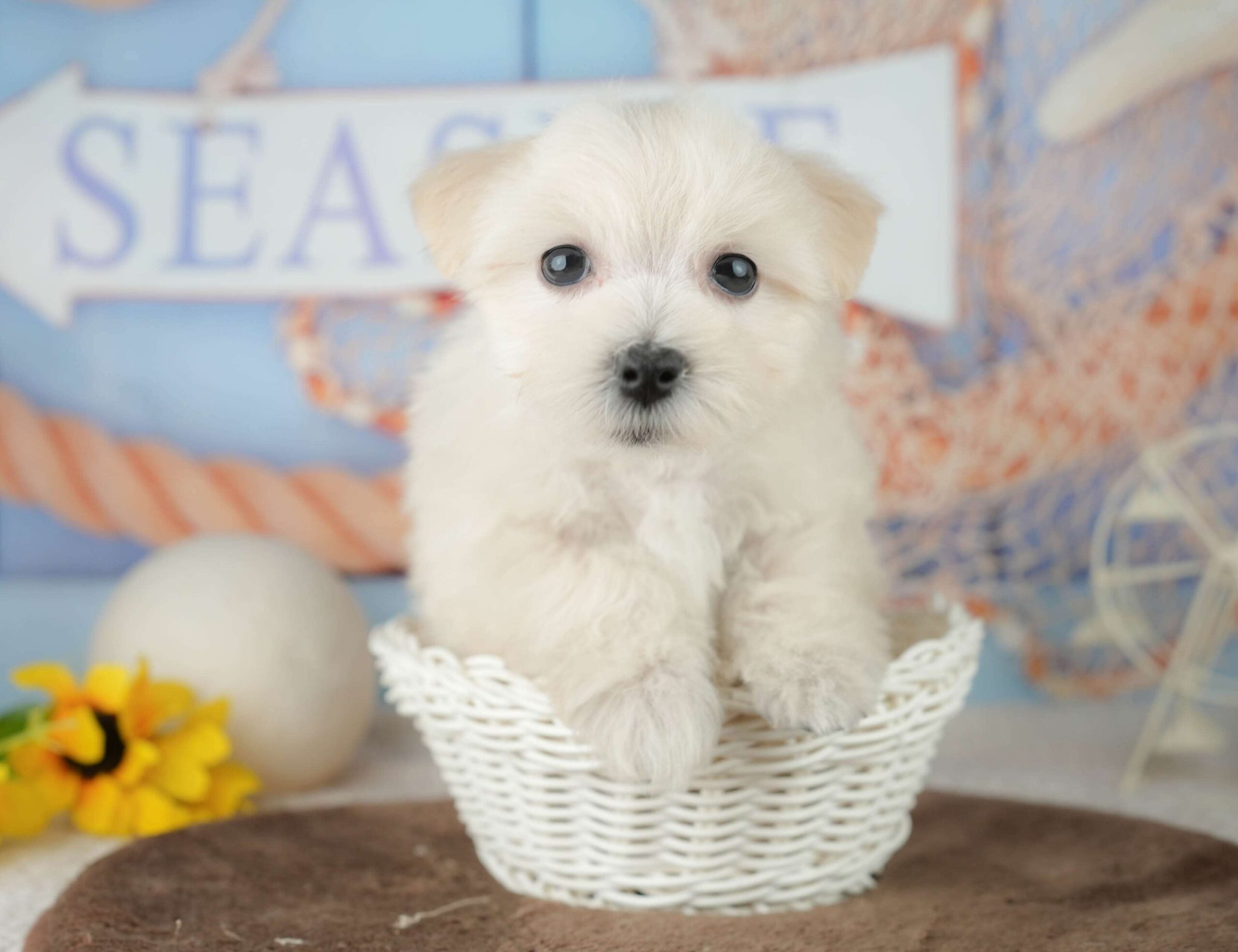 マルションプー | 男の子 | クリーム | 2026年1月29日