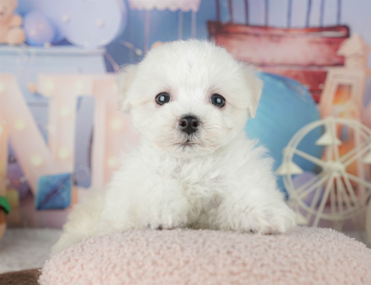 マルションプー | 男の子 | ホワイト | 2026年1月29日（ID:dog-200015366）