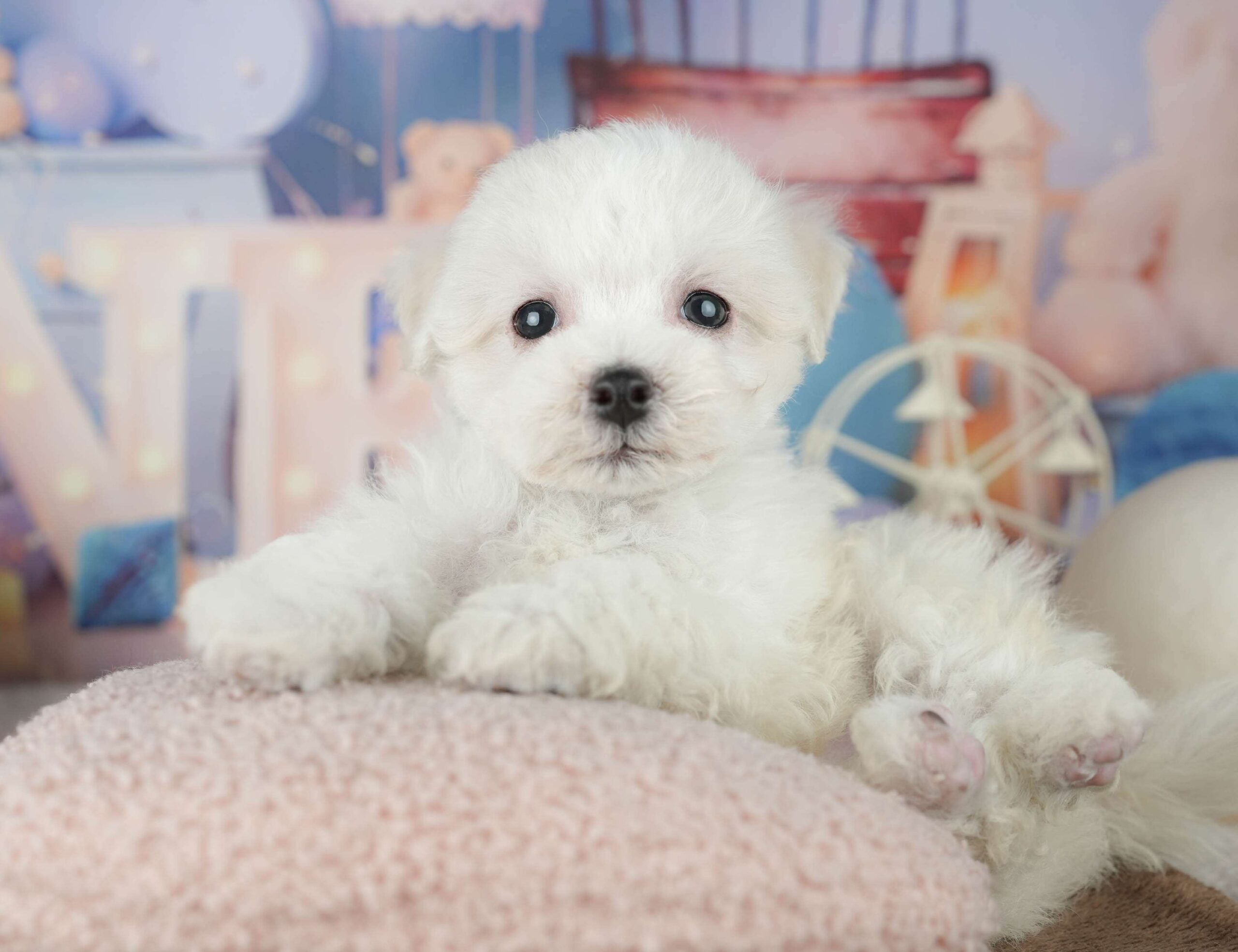 マルションプー | 男の子 | ホワイト | 2026年1月29日