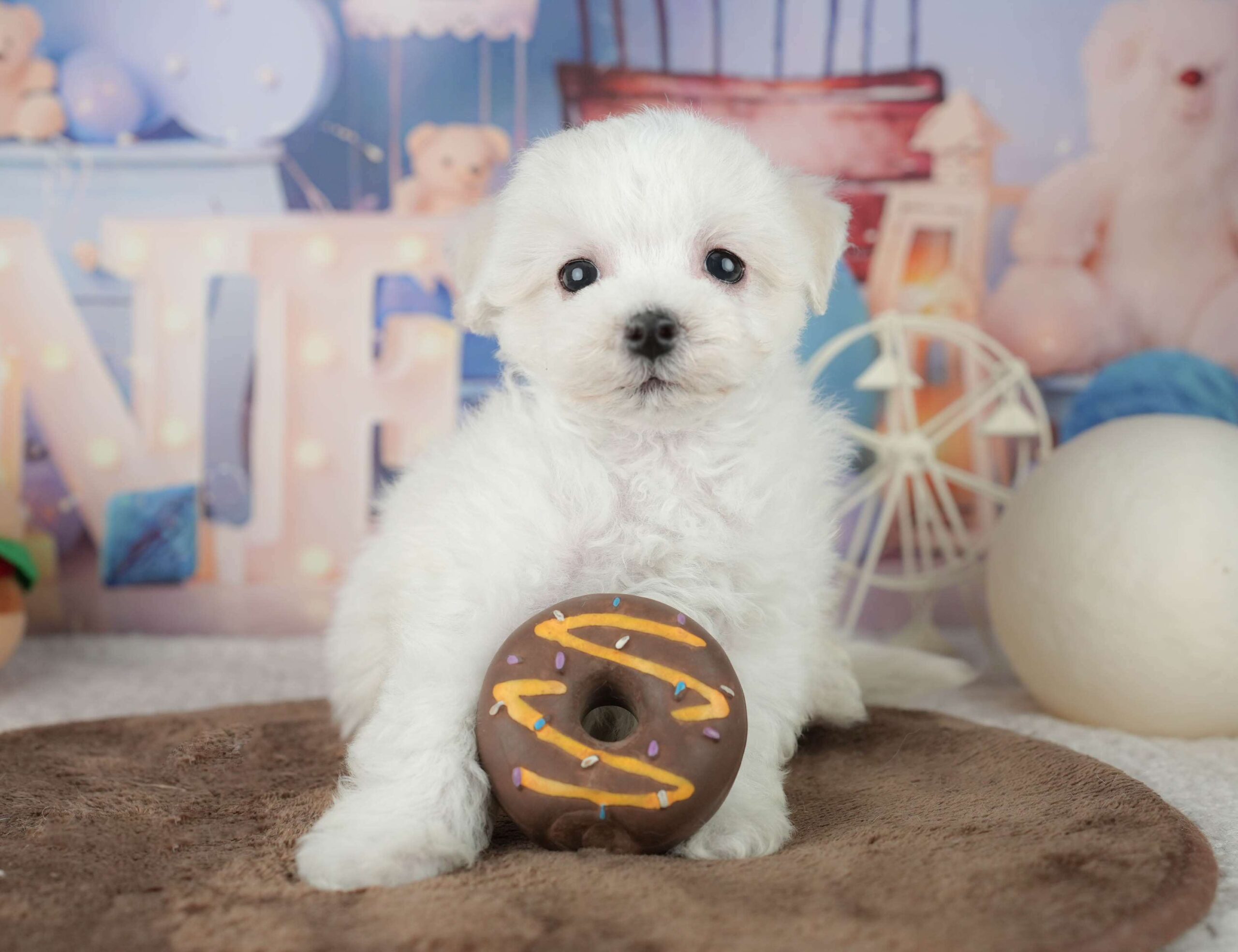 マルションプー | 男の子 | ホワイト | 2026年1月29日