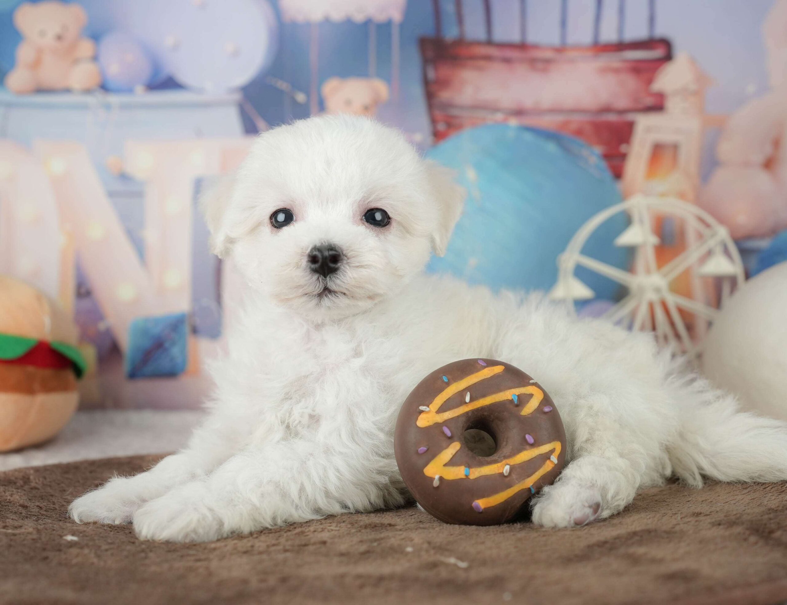 マルションプー | 男の子 | ホワイト | 2026年1月29日