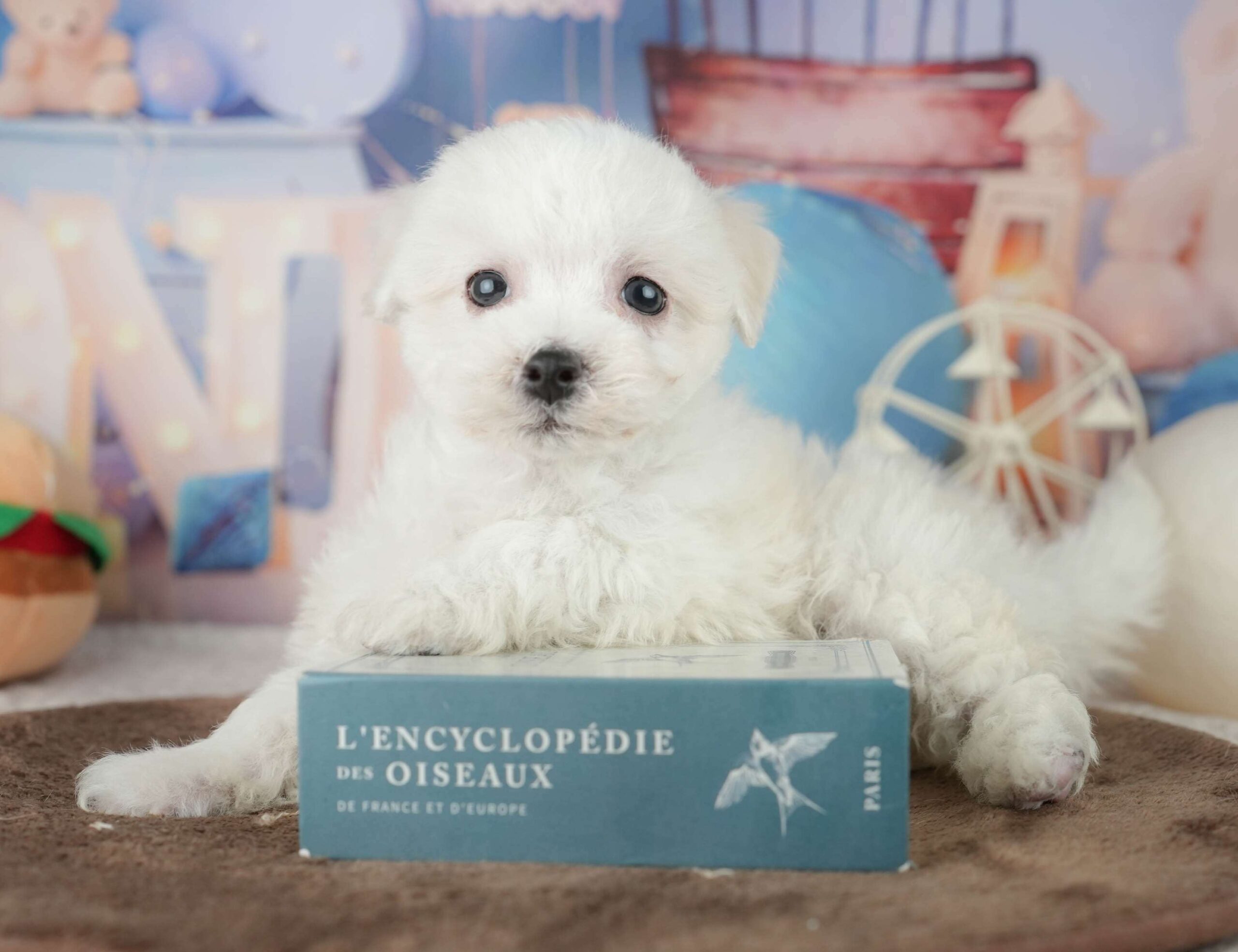 マルションプー | 男の子 | ホワイト | 2026年1月29日