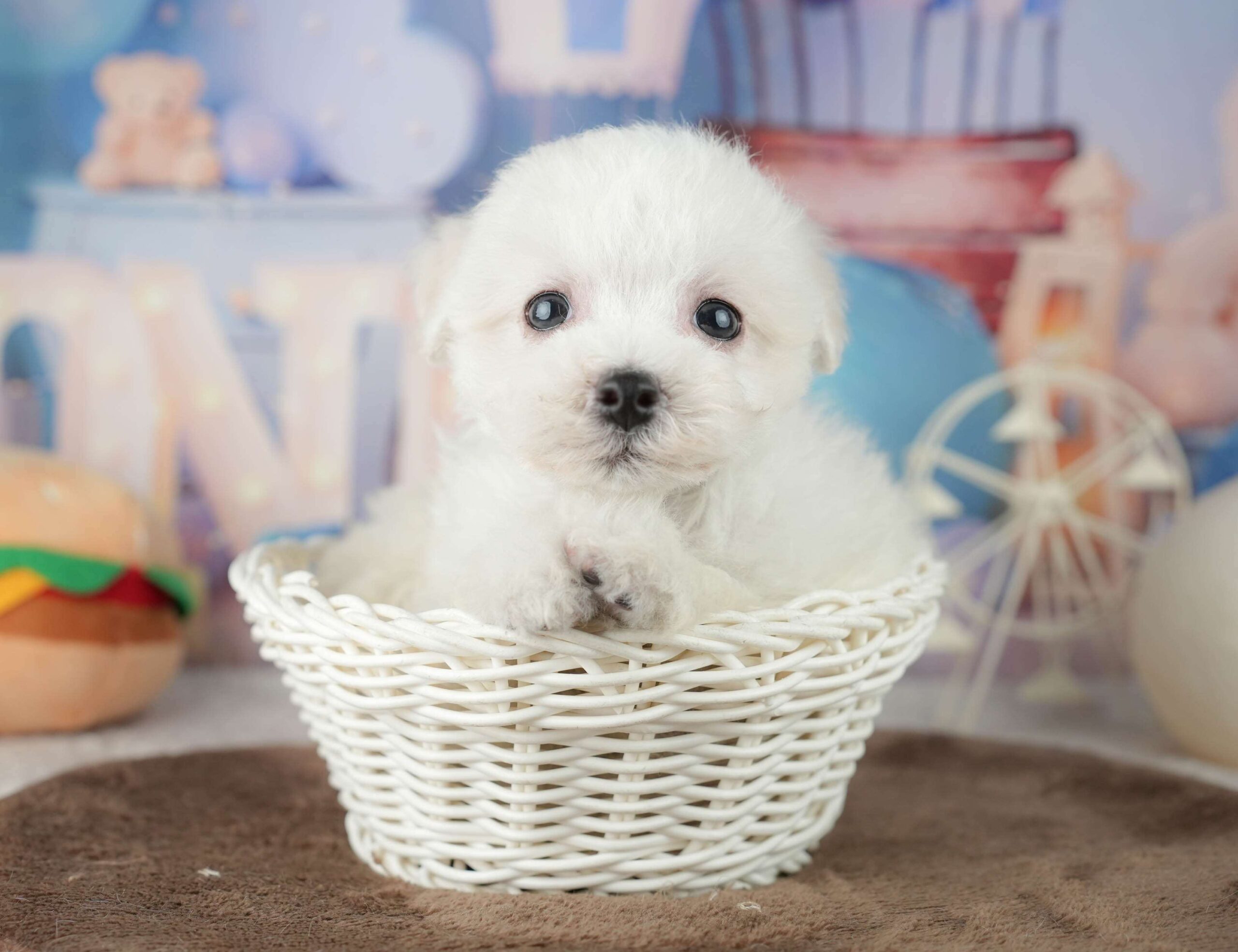 マルションプー | 男の子 | ホワイト | 2026年1月29日