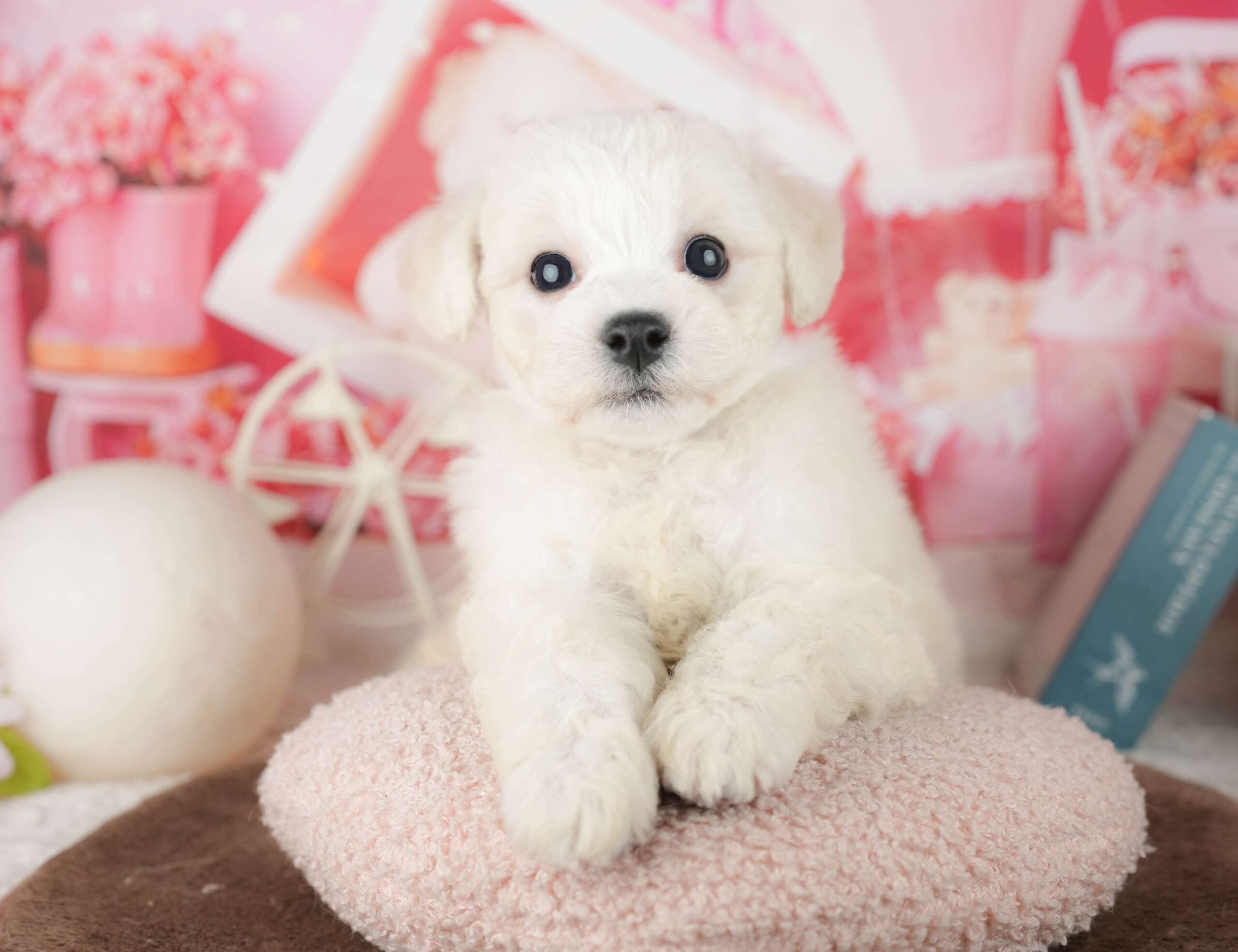 ビションフリーゼ | 女の子 | ホワイト | 2026年1月30日