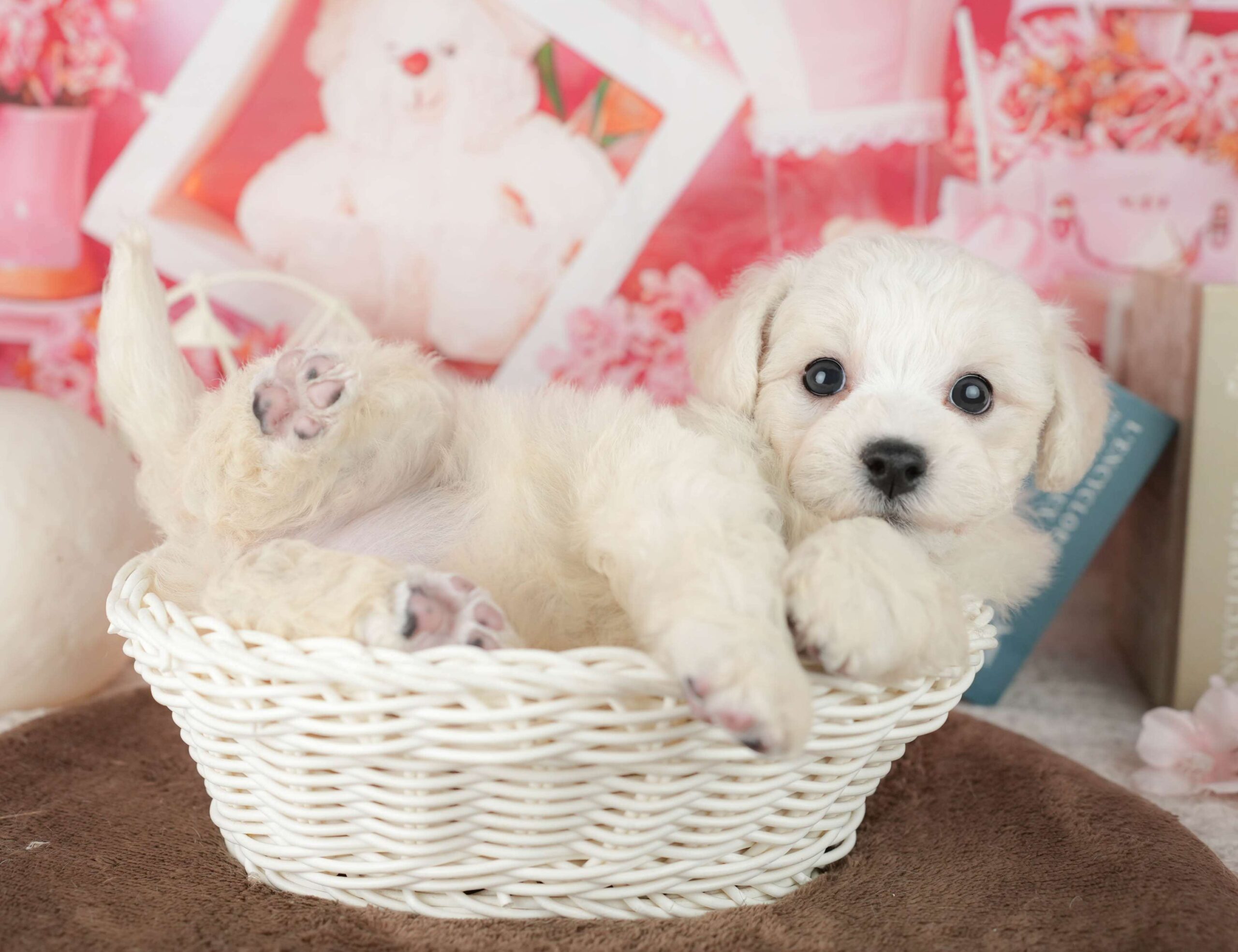 ビションフリーゼ | 女の子 | ホワイト | 2026年1月30日