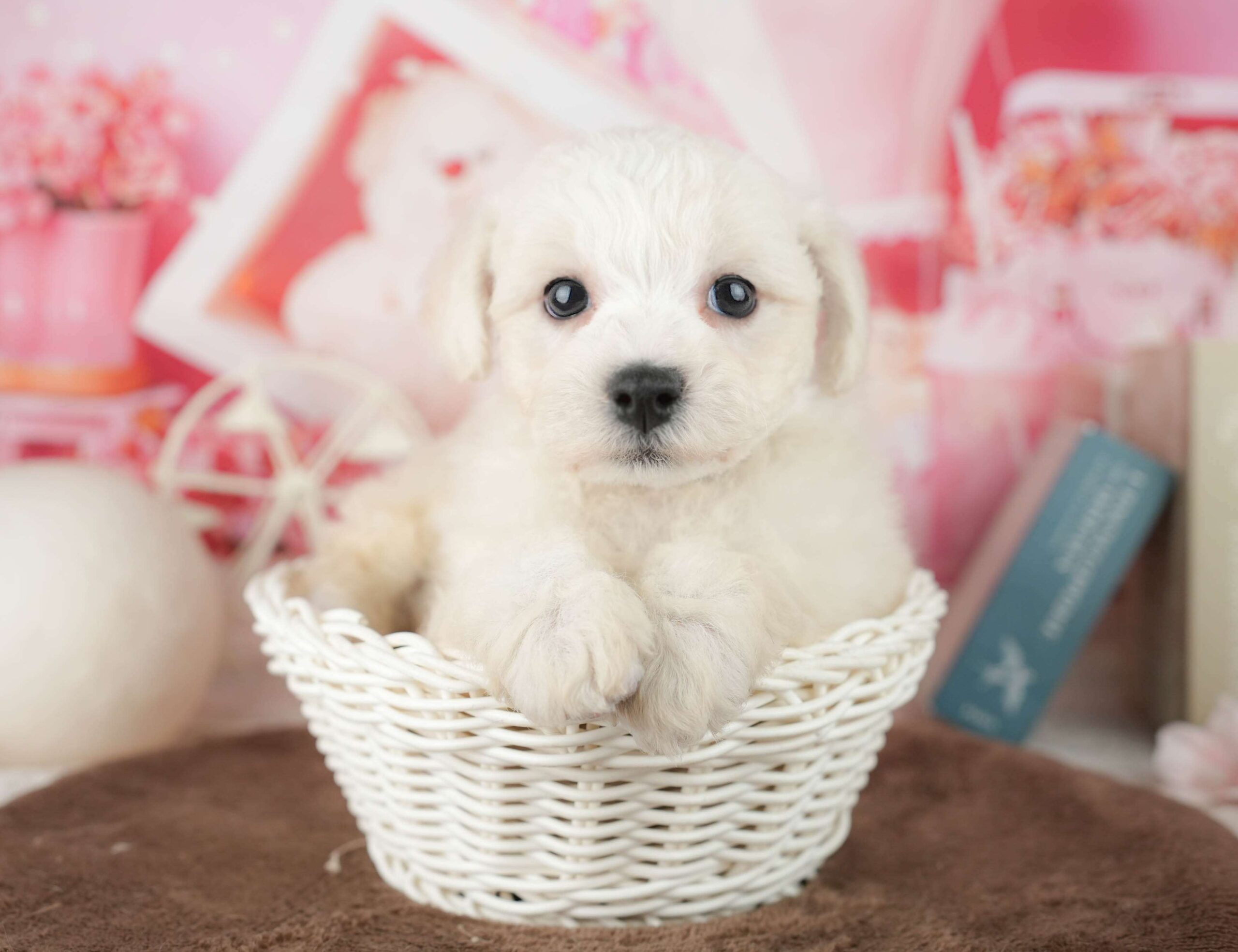 ビションフリーゼ | 女の子 | ホワイト | 2026年1月30日