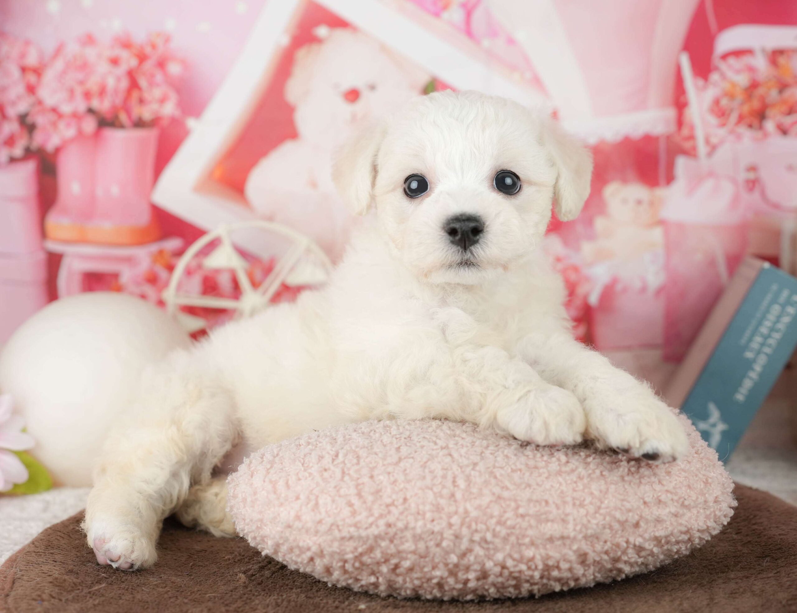 ビションフリーゼ | 女の子 | ホワイト | 2026年1月30日