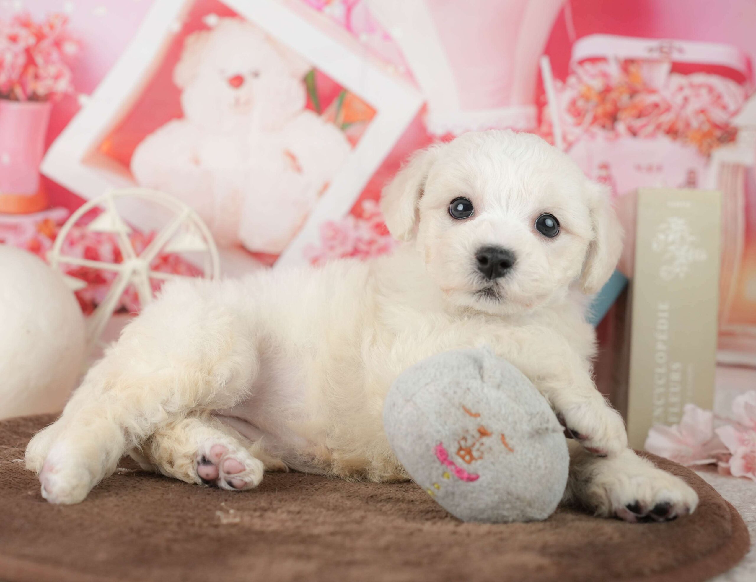 ビションフリーゼ | 女の子 | ホワイト | 2026年1月30日