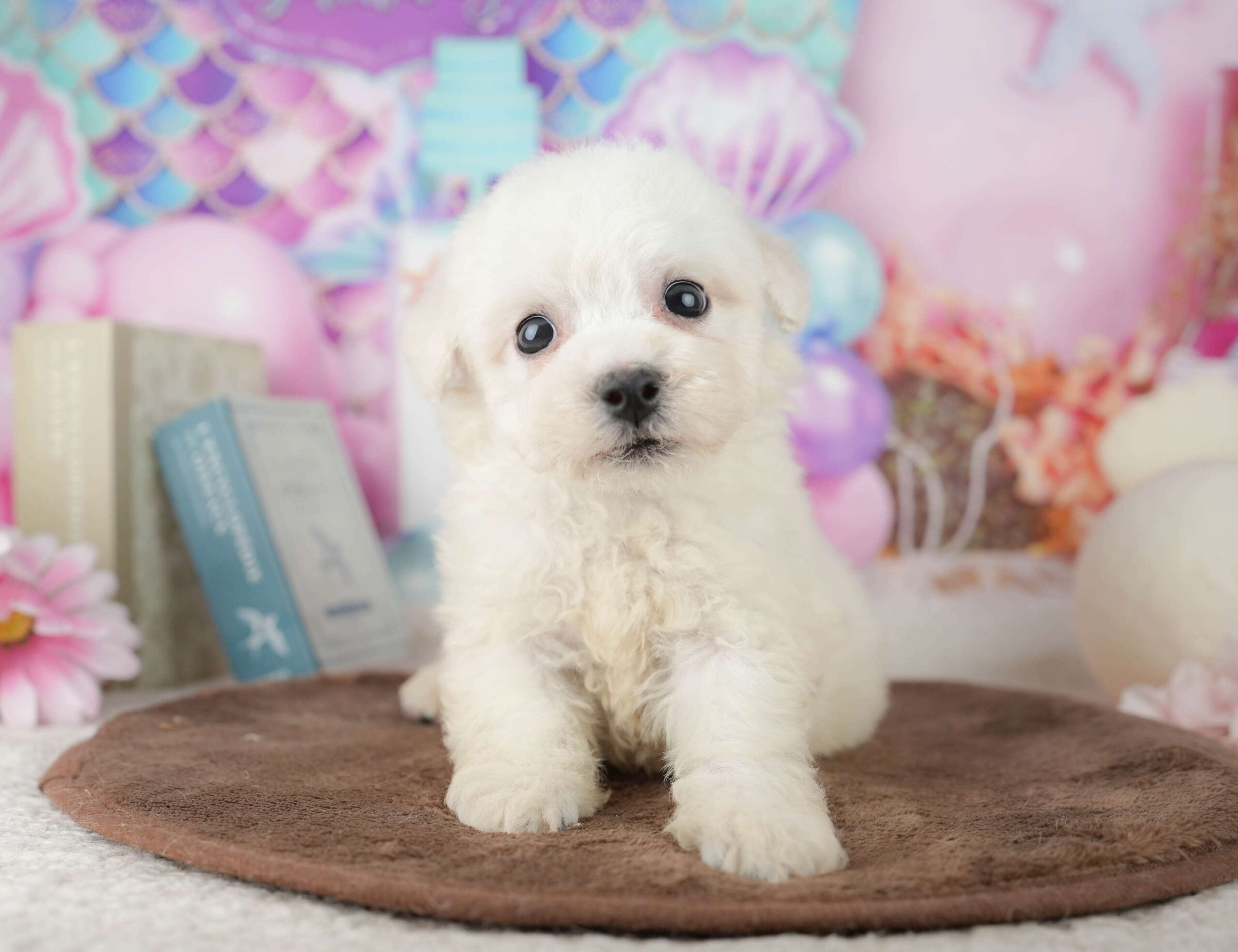 ビションフリーゼ | 男の子 | ホワイト | 2026年1月30日