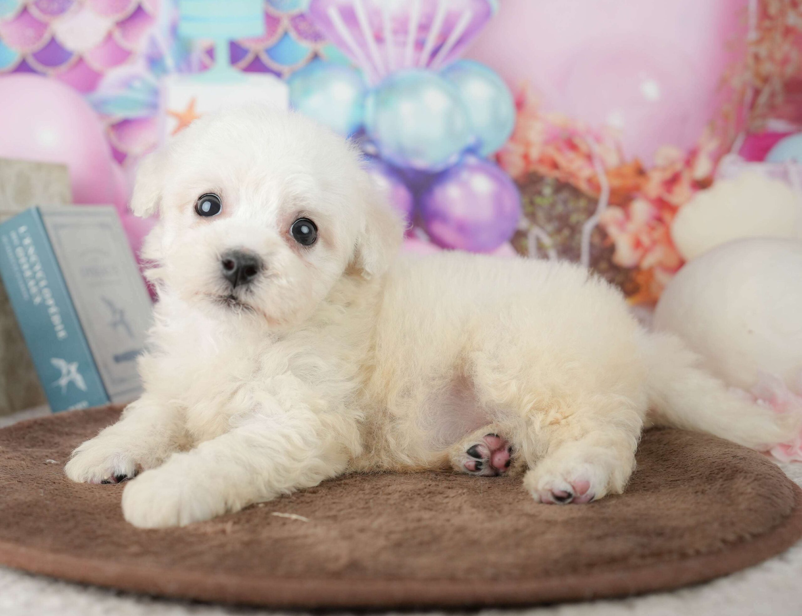 ビションフリーゼ | 男の子 | ホワイト | 2026年1月30日