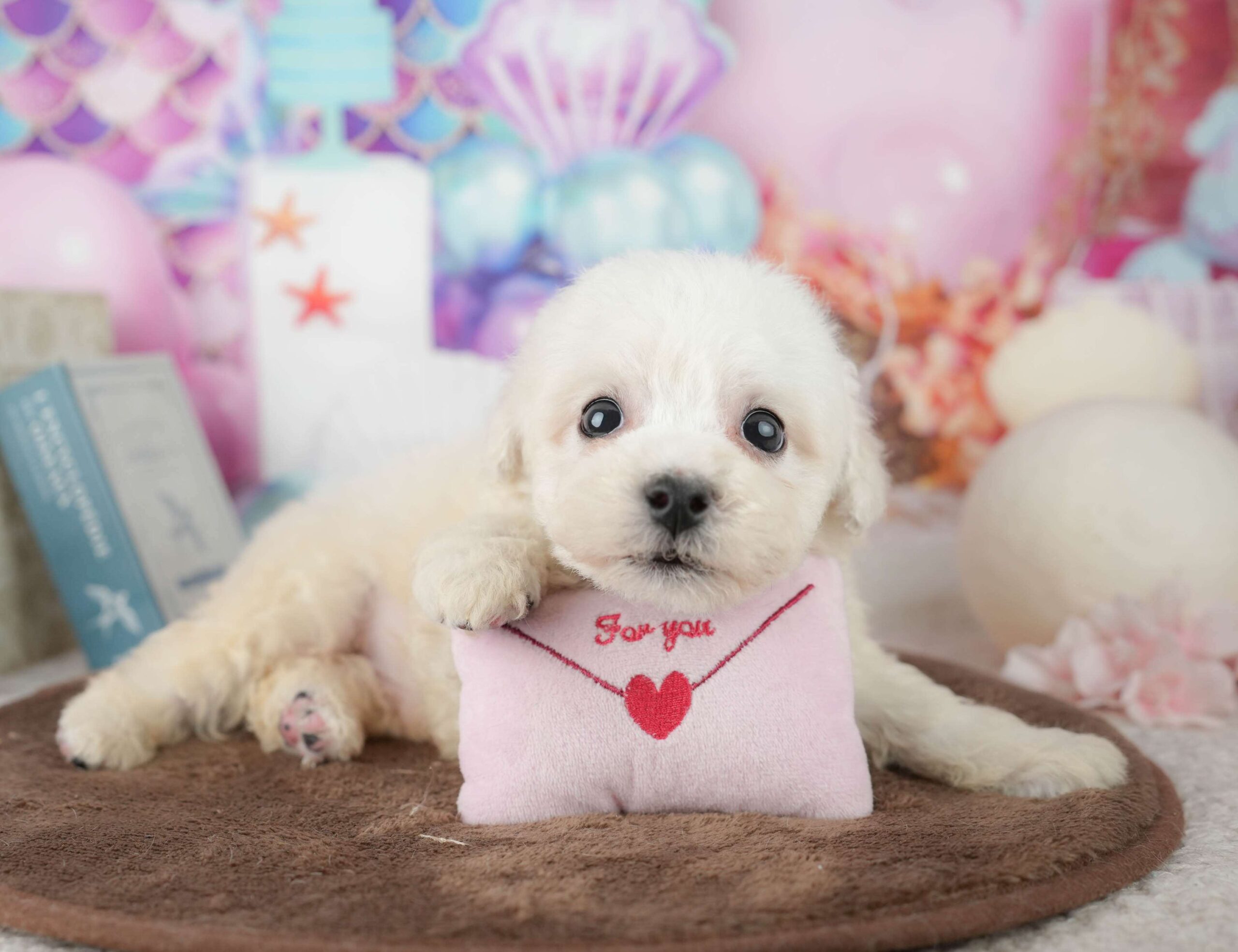 ビションフリーゼ | 男の子 | ホワイト | 2026年1月30日