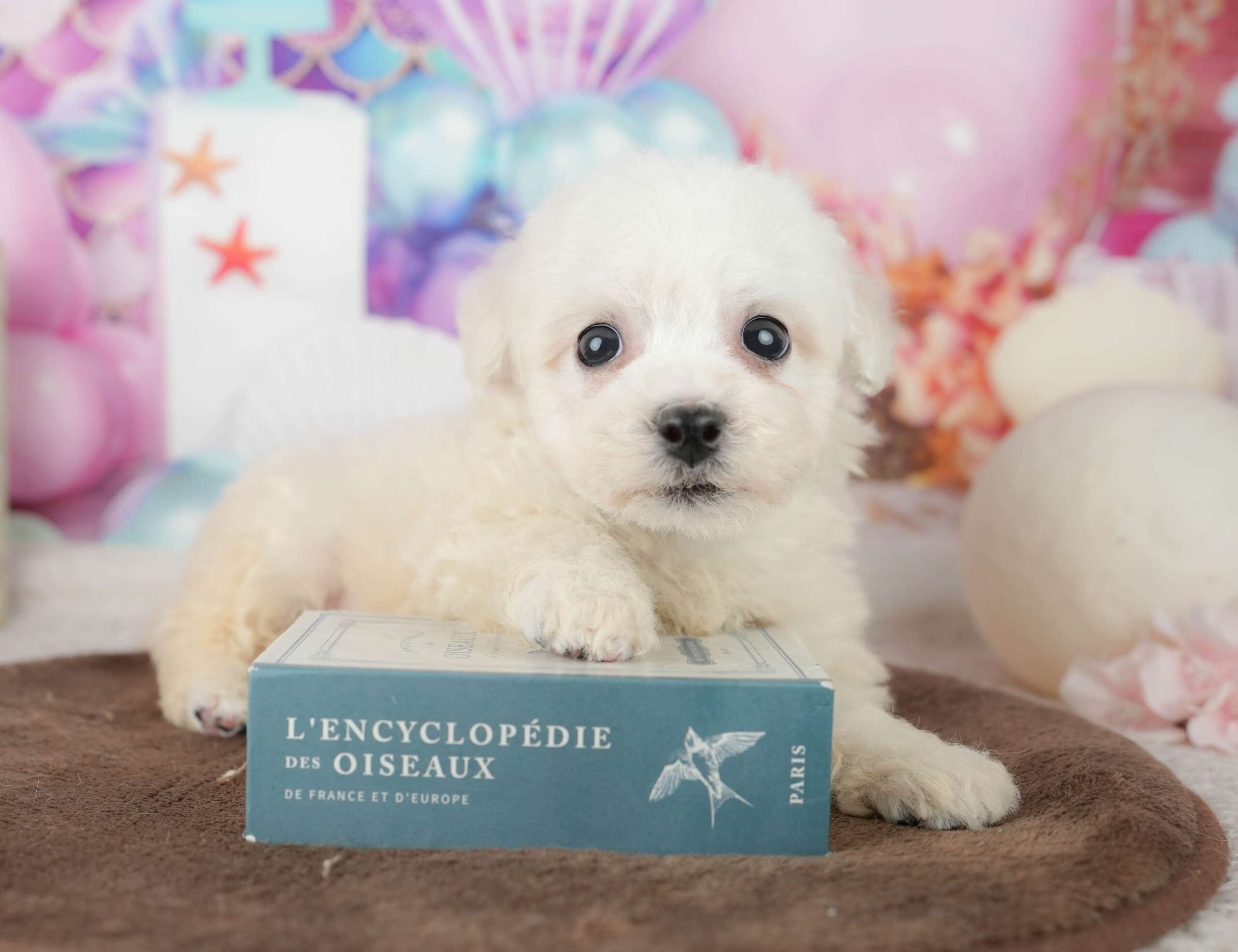 ビションフリーゼ | 男の子 | ホワイト | 2026年1月30日