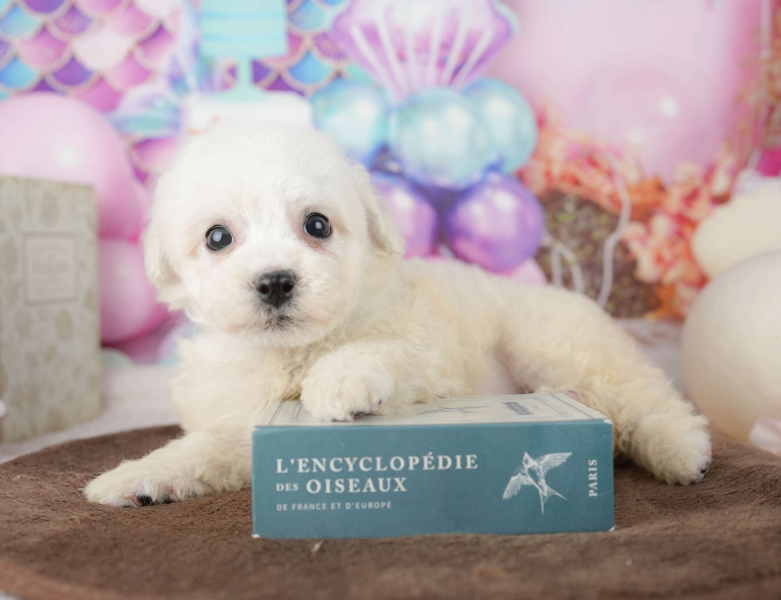 ビションフリーゼ | 男の子 | ホワイト | 2026年1月30日