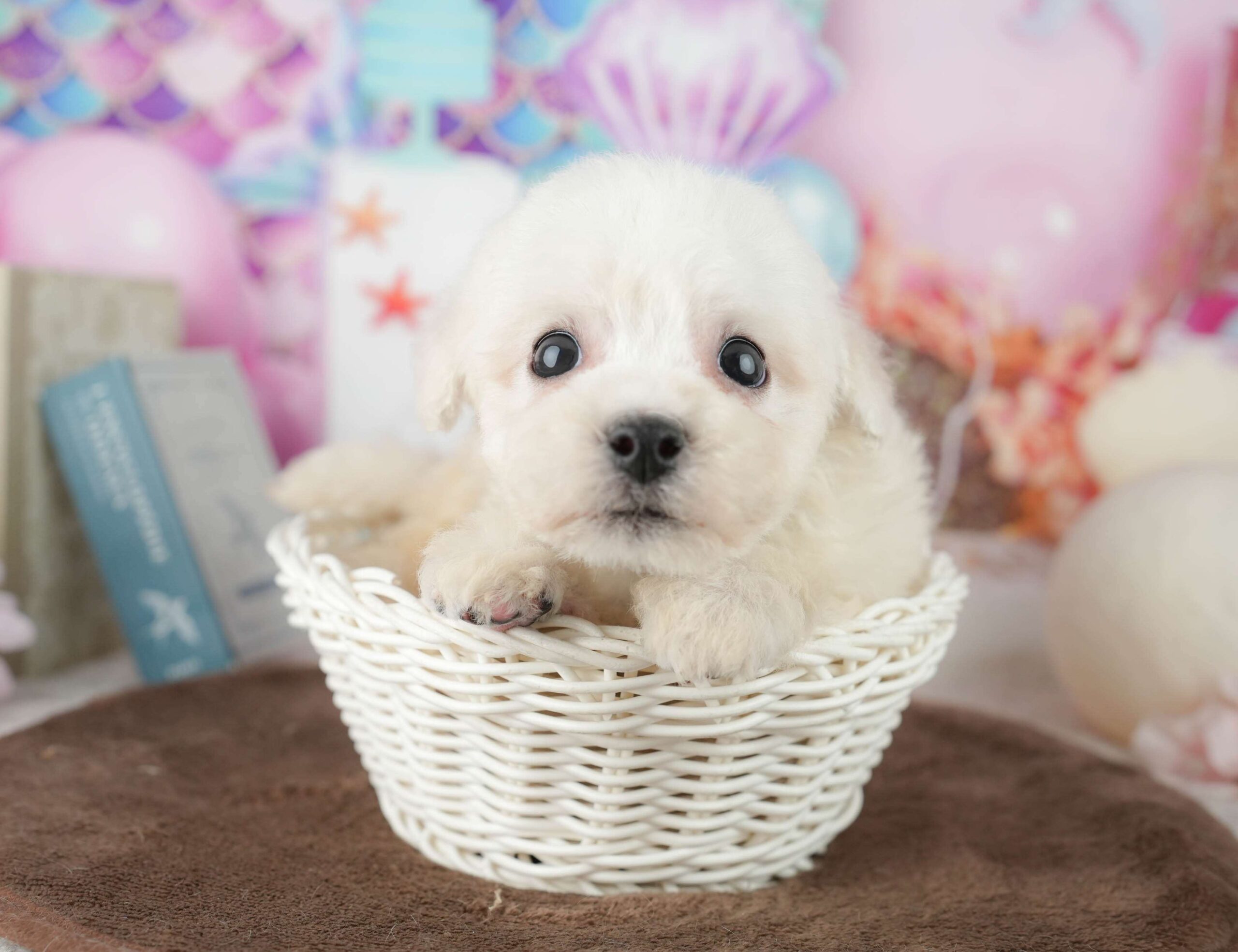 ビションフリーゼ | 男の子 | ホワイト | 2026年1月30日