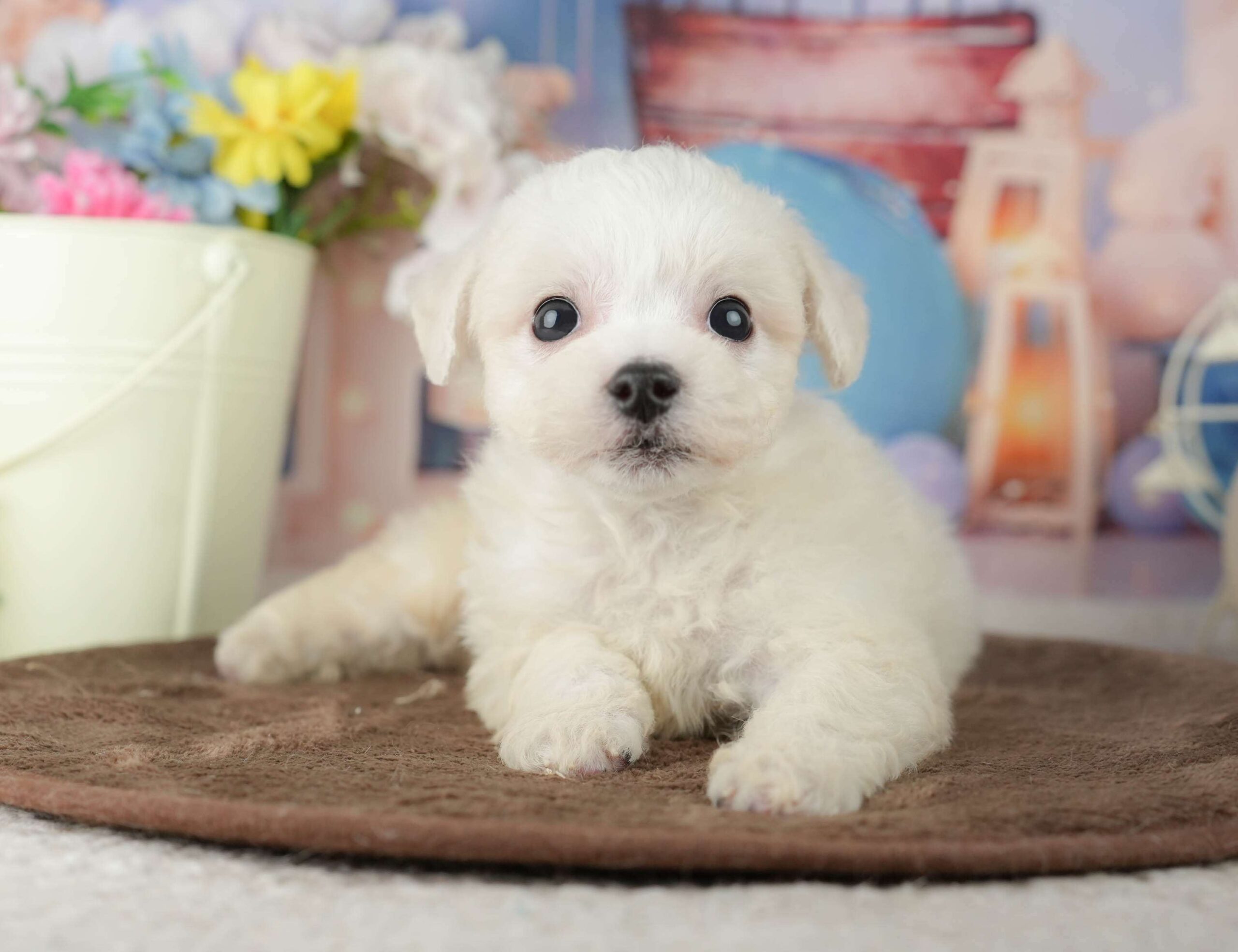 ビションフリーゼ | 男の子 | ホワイト | 2026年1月30日