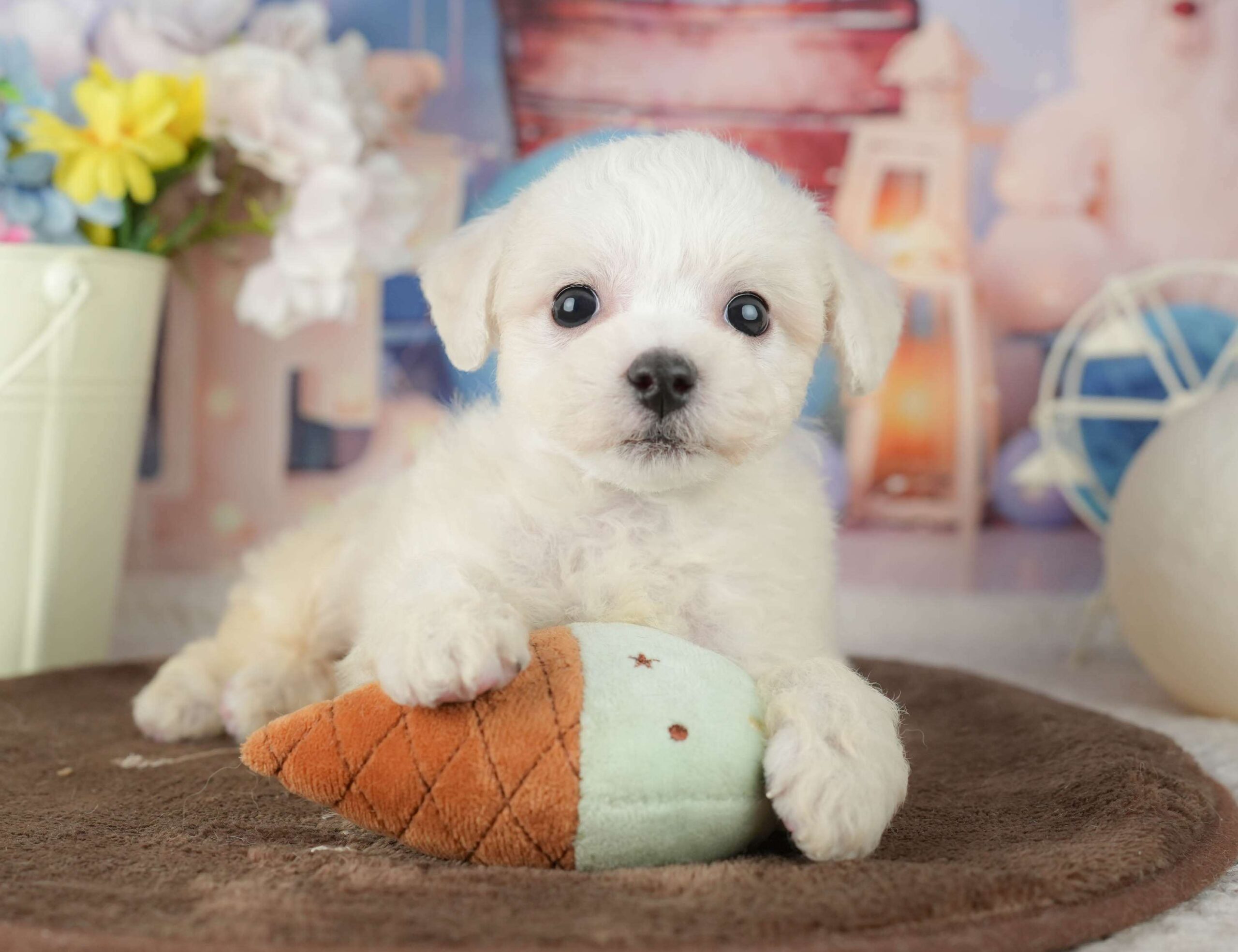 ビションフリーゼ | 男の子 | ホワイト | 2026年1月30日