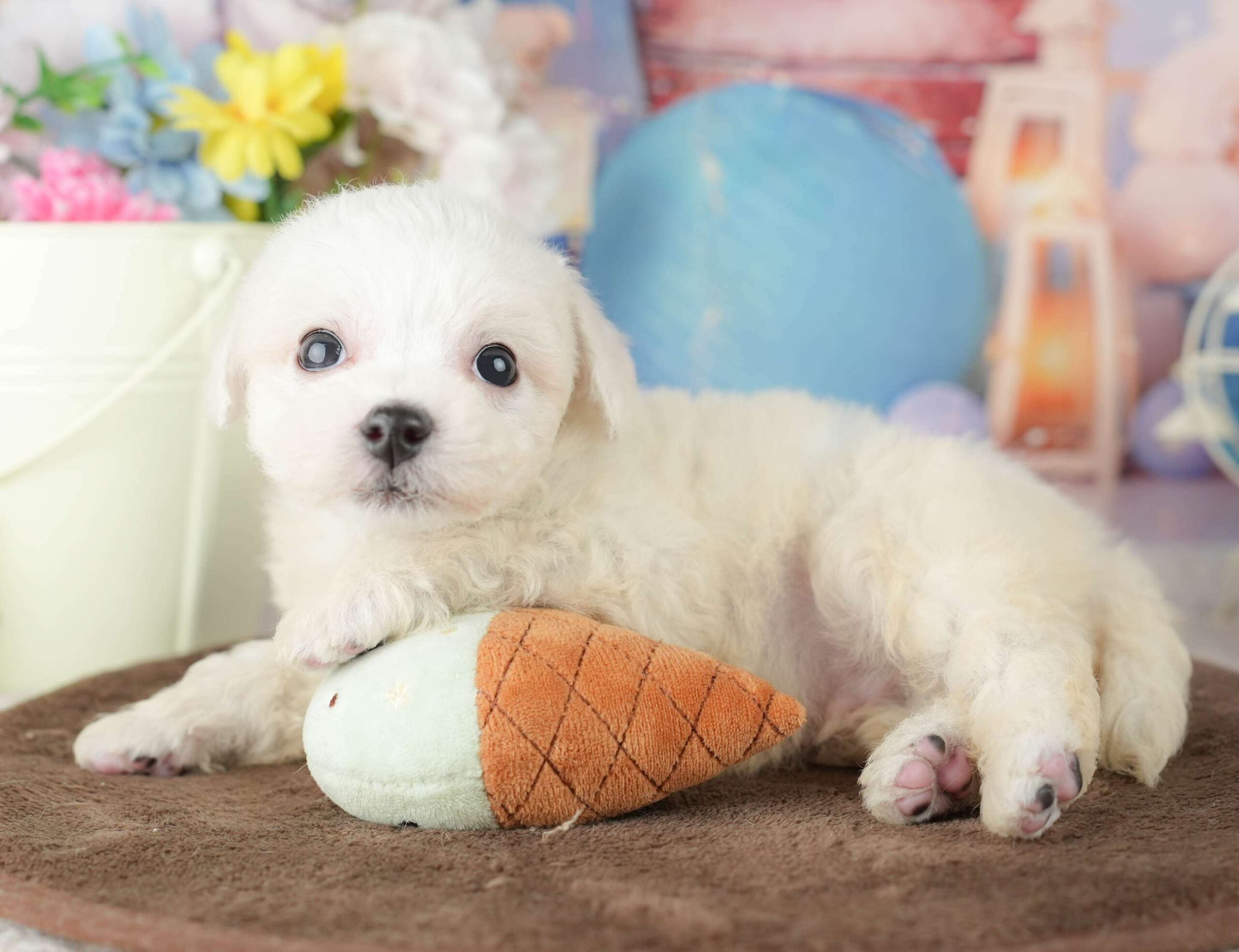 ビションフリーゼ | 男の子 | ホワイト | 2026年1月30日