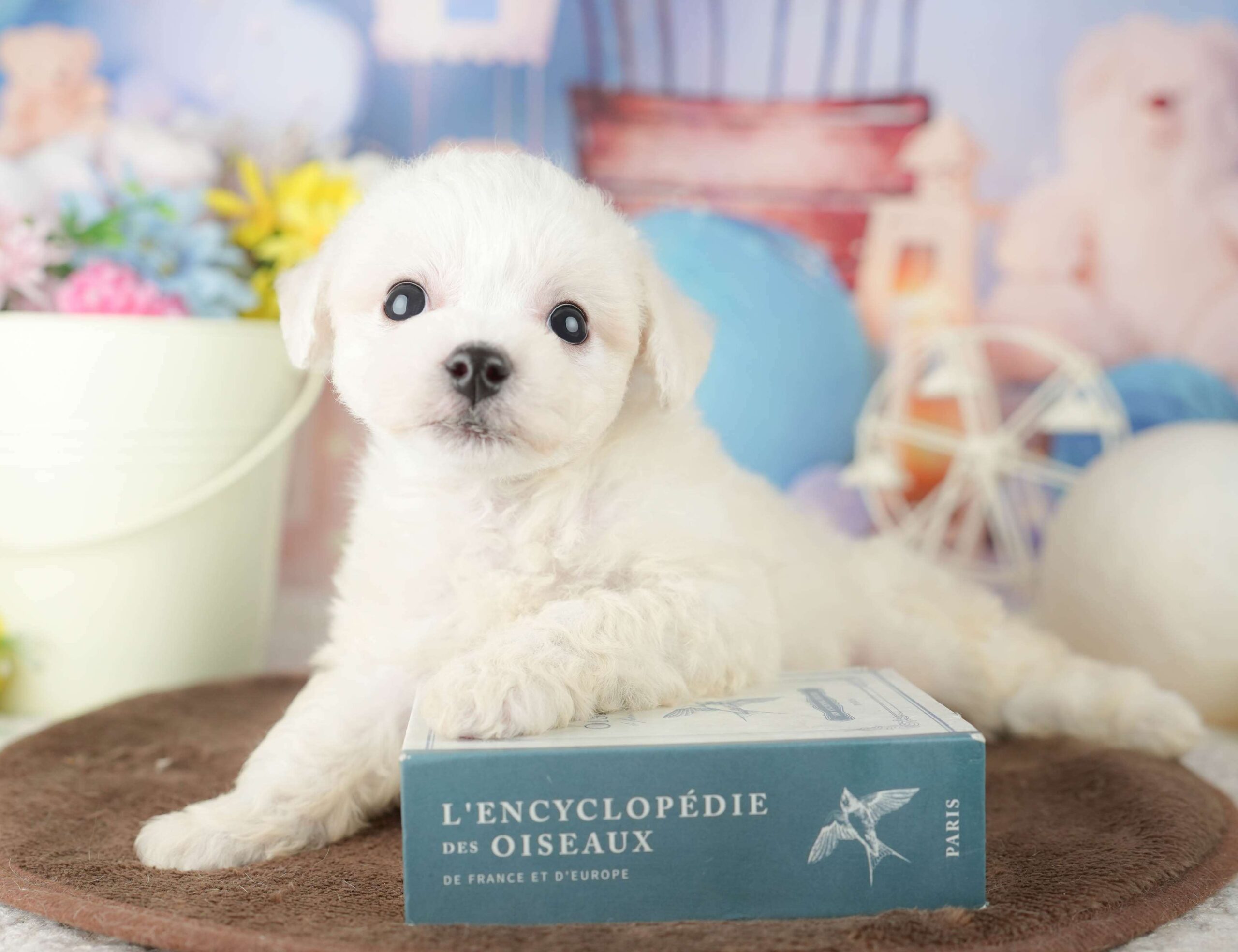 ビションフリーゼ | 男の子 | ホワイト | 2026年1月30日