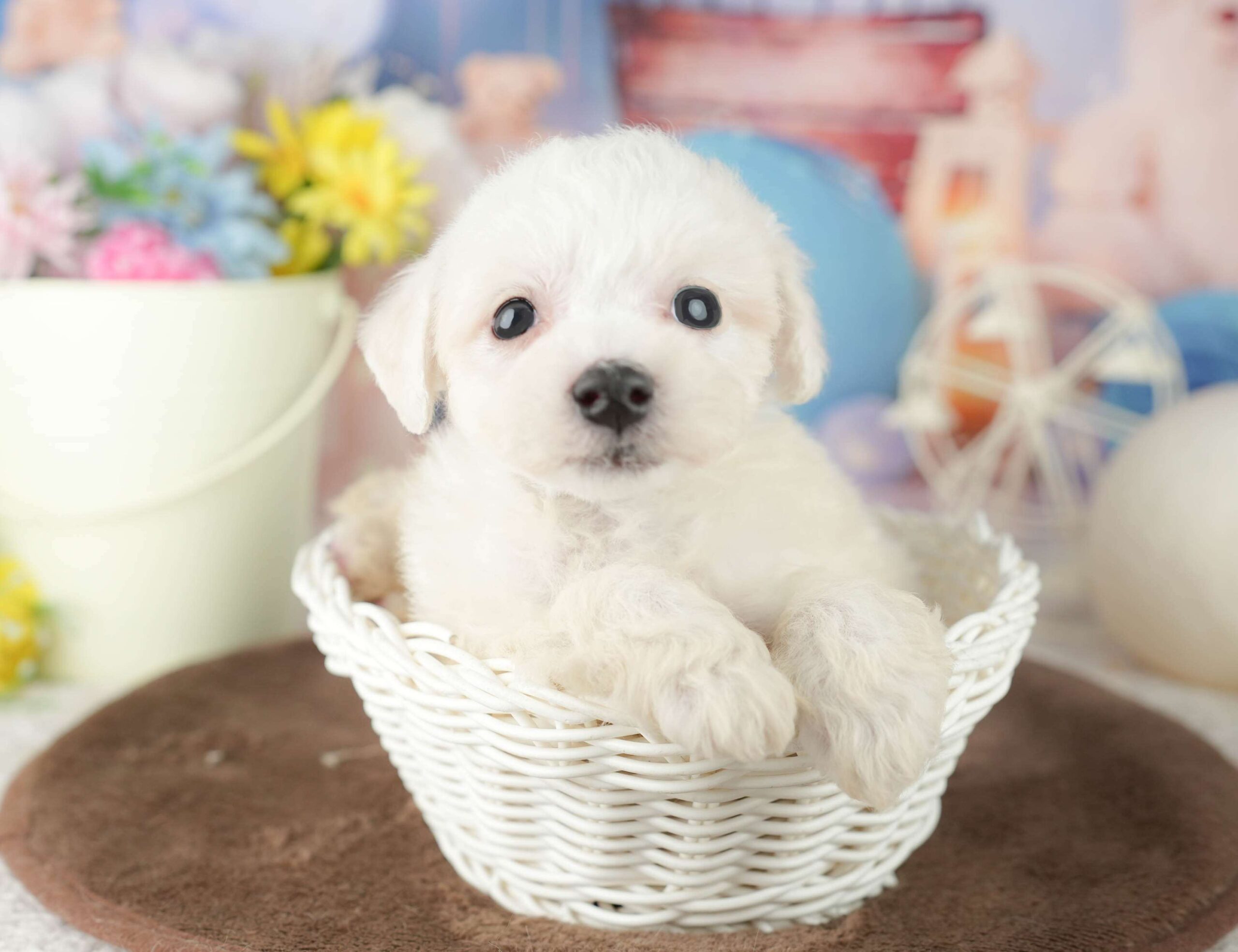 ビションフリーゼ | 男の子 | ホワイト | 2026年1月30日