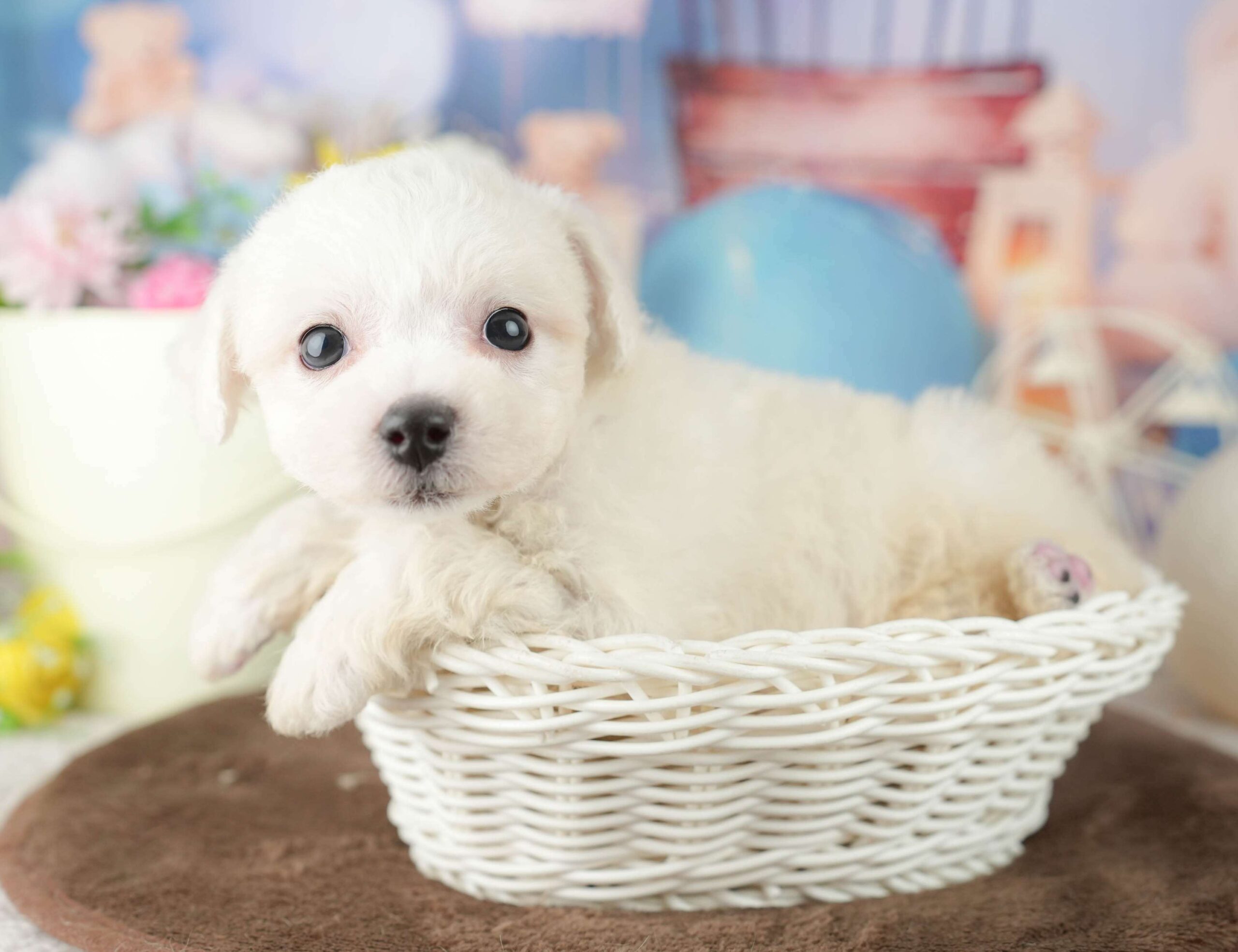 ビションフリーゼ | 男の子 | ホワイト | 2026年1月30日