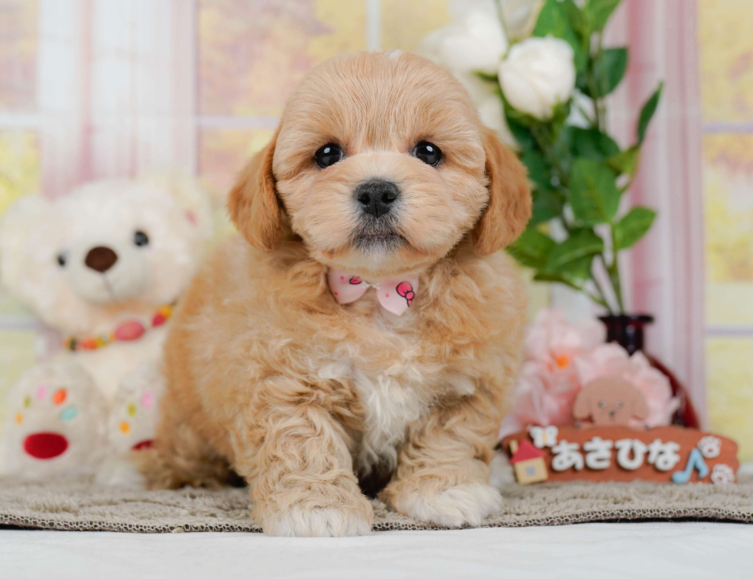 ペキプー | 女の子 | アプリコット | 2026年1月30日