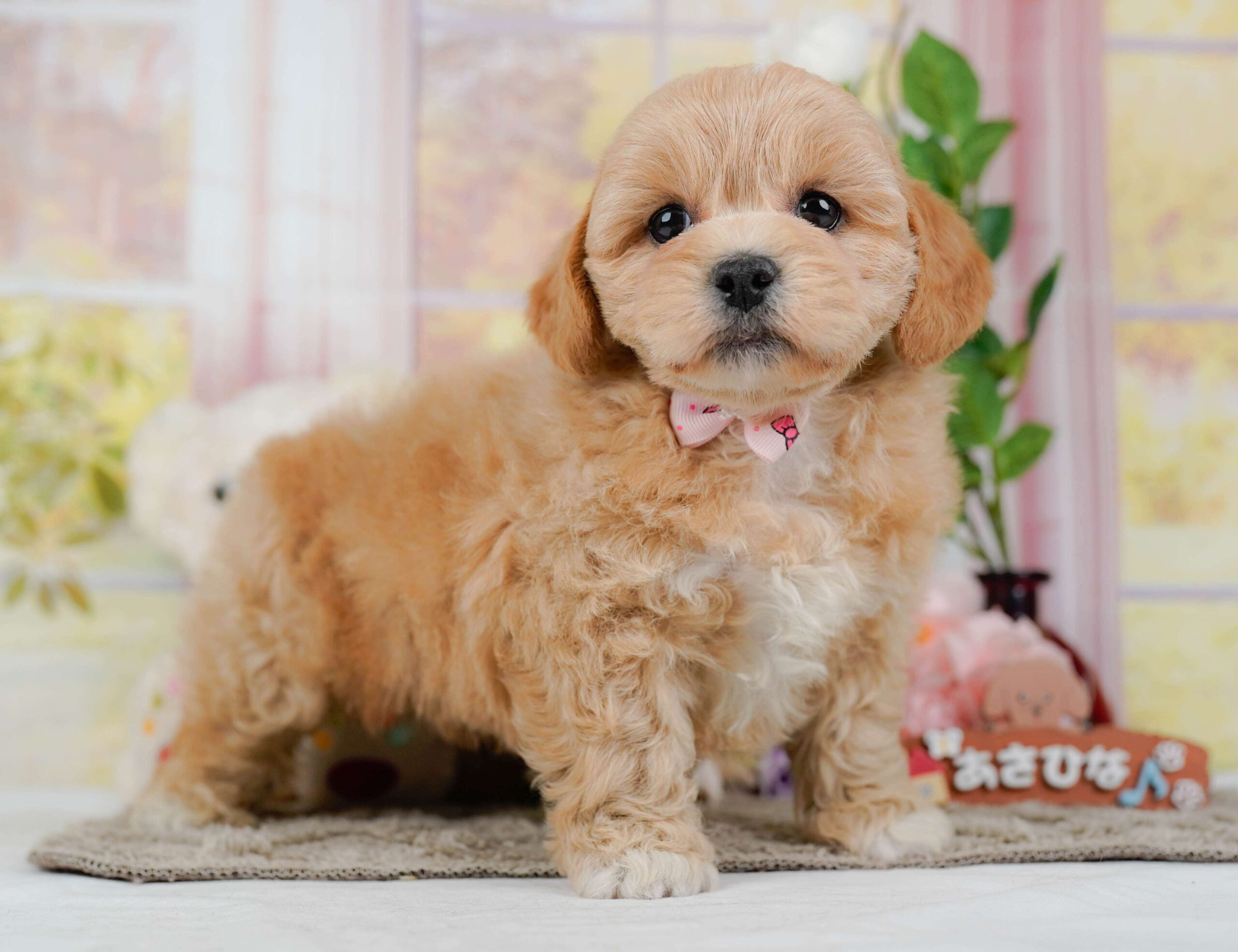 ペキプー | 女の子 | アプリコット | 2026年1月30日