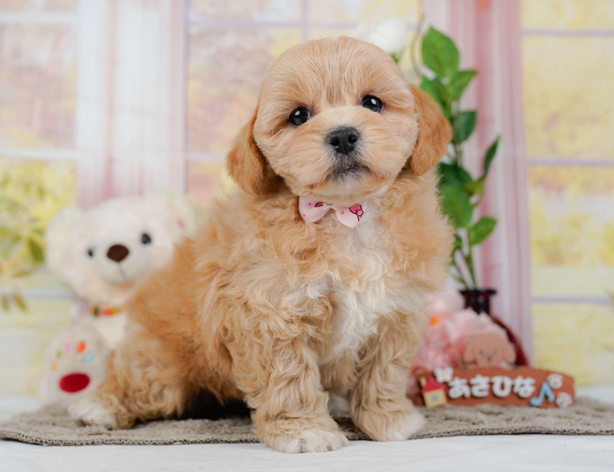 ペキプー | 女の子 | アプリコット | 2026年1月30日