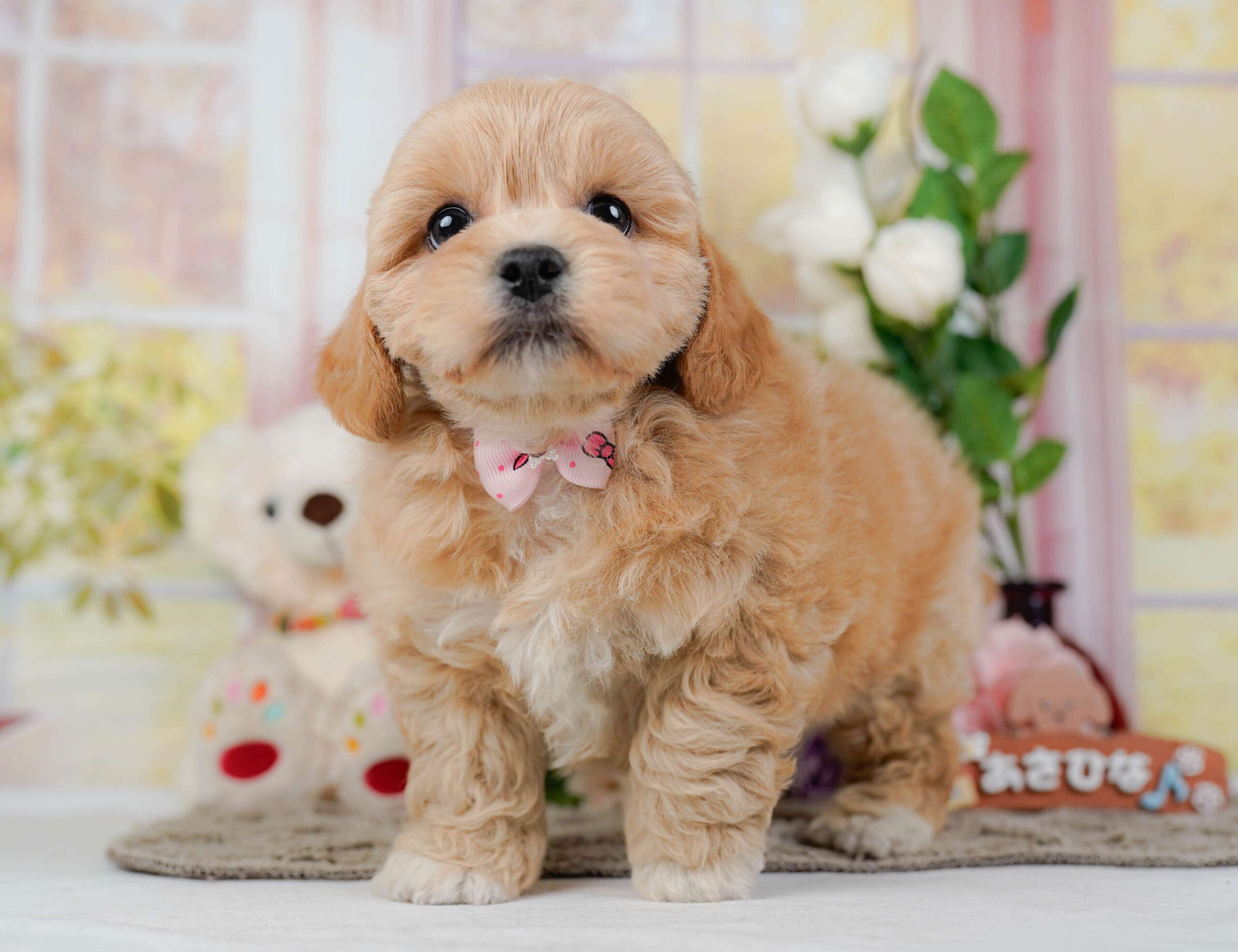 ペキプー | 女の子 | アプリコット | 2026年1月30日