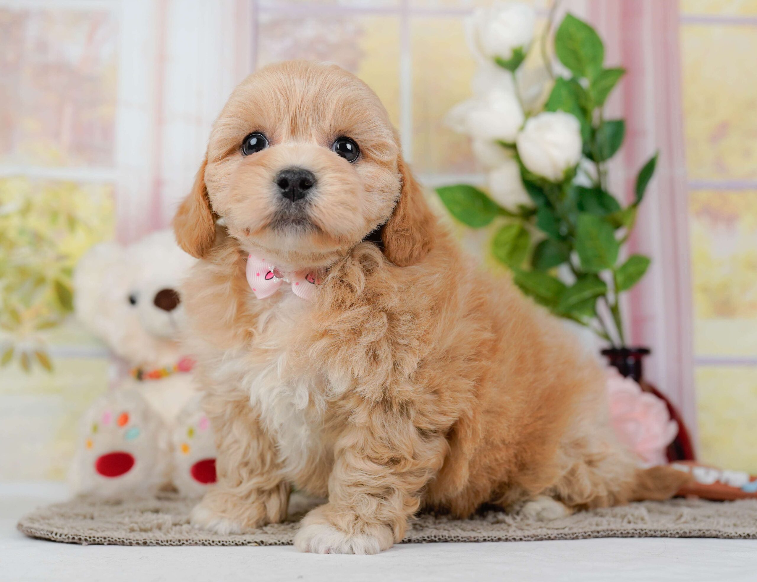 ペキプー | 女の子 | アプリコット | 2026年1月30日