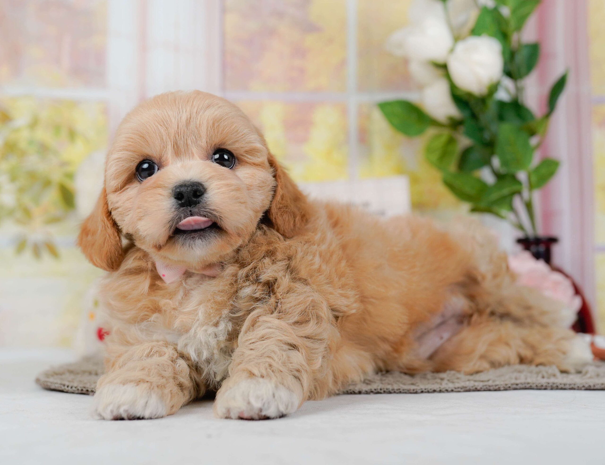 ペキプー | 女の子 | アプリコット | 2026年1月30日