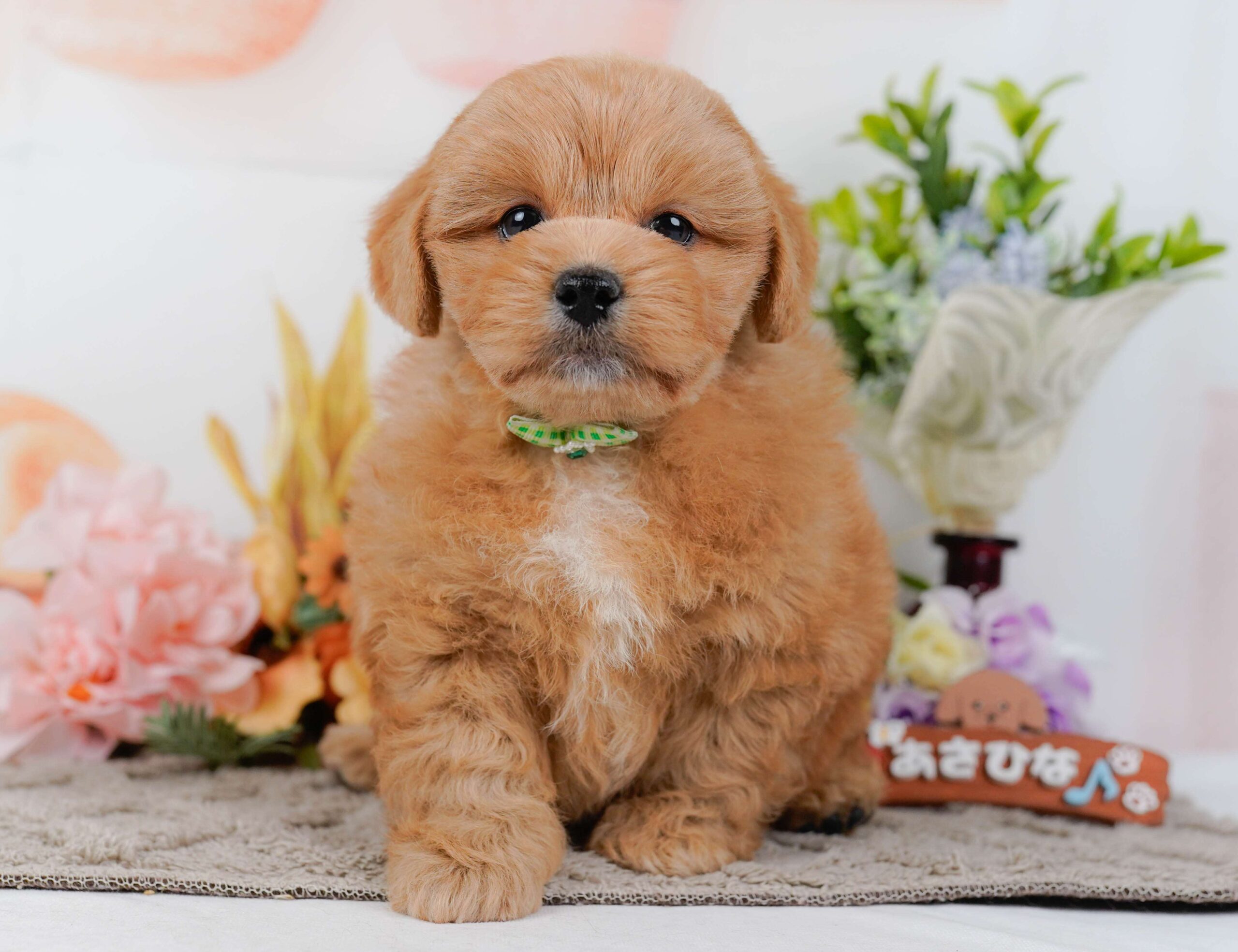 ペキプー | 男の子 | アプリコット | 2026年1月30日