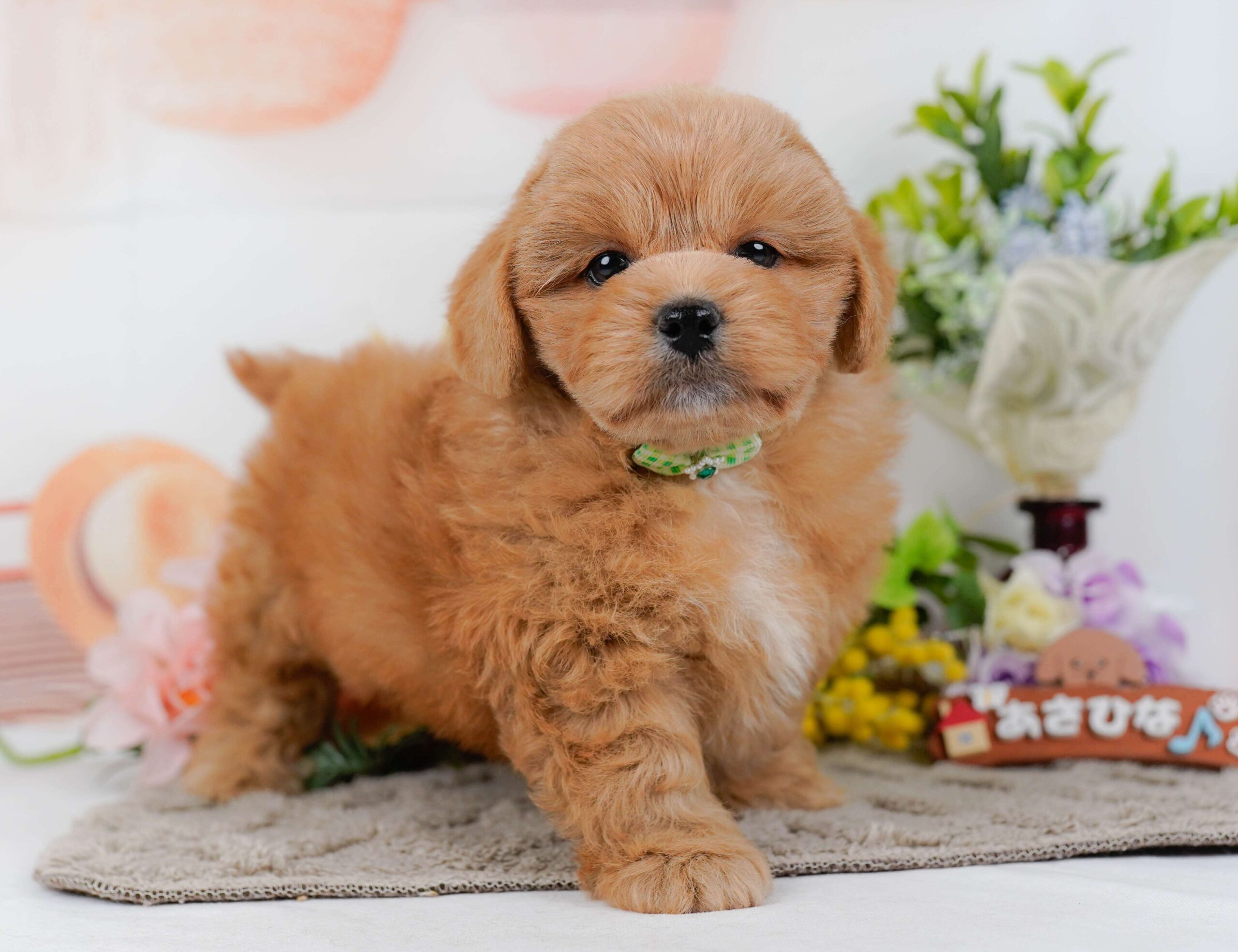 ペキプー | 男の子 | アプリコット | 2026年1月30日