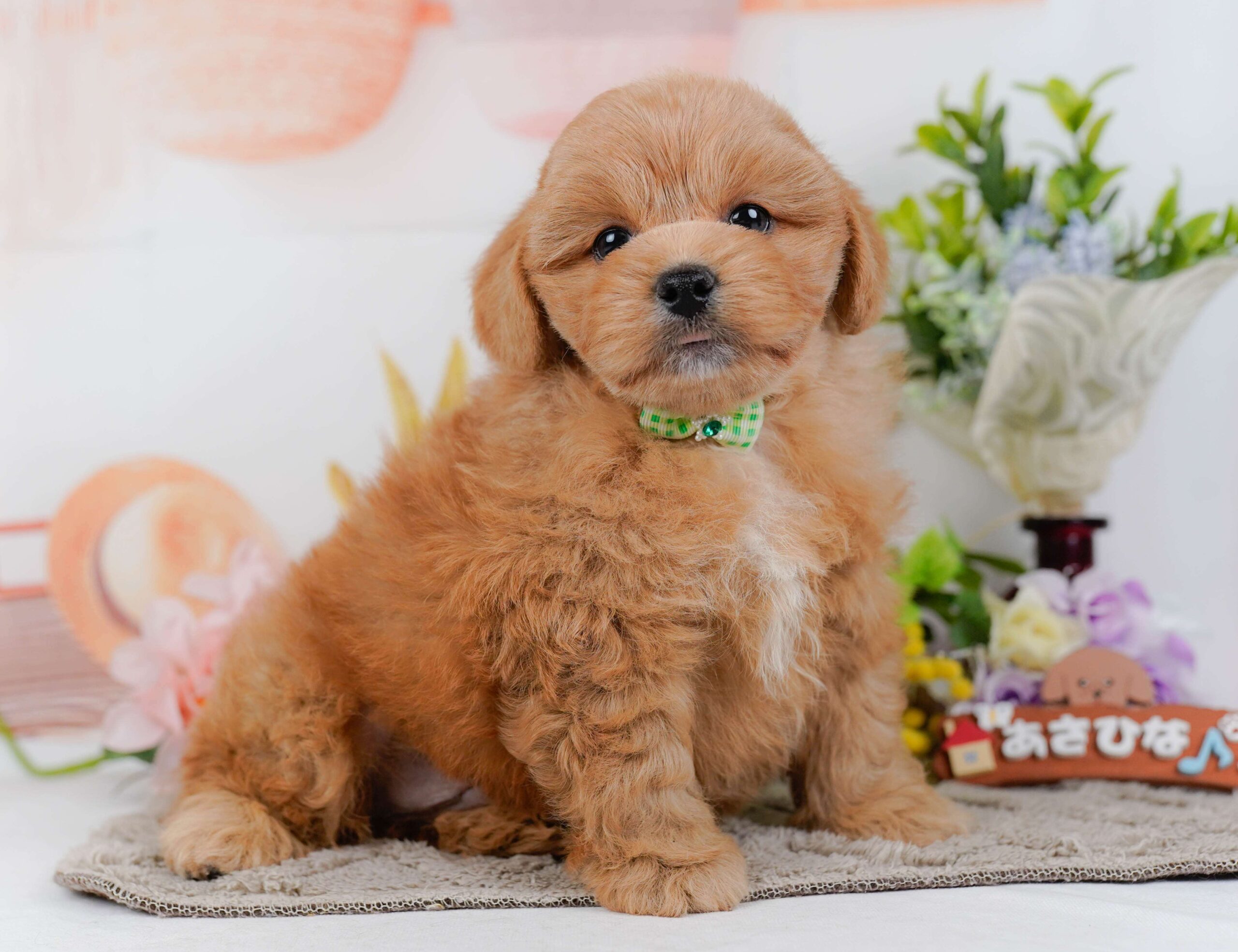 ペキプー | 男の子 | アプリコット | 2026年1月30日