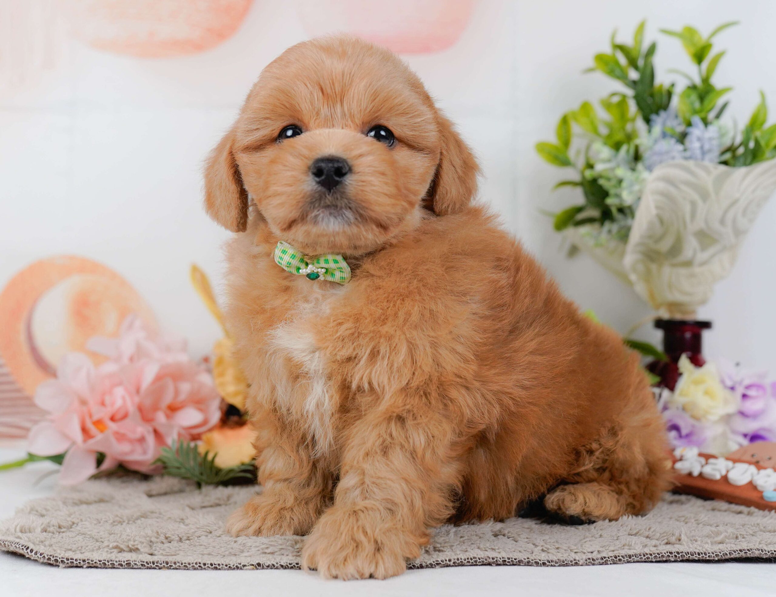 ペキプー | 男の子 | アプリコット | 2026年1月30日