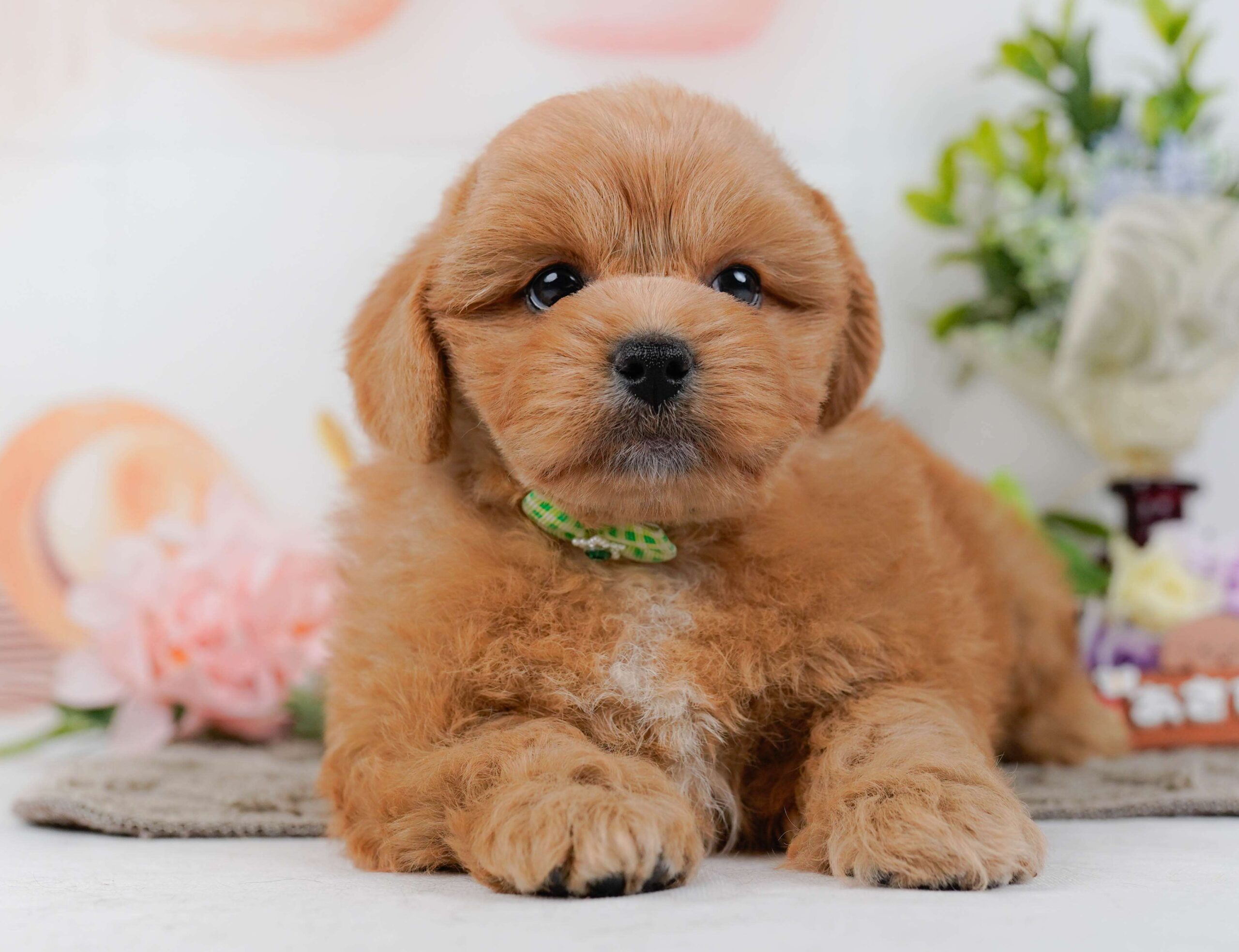 ペキプー | 男の子 | アプリコット | 2026年1月30日