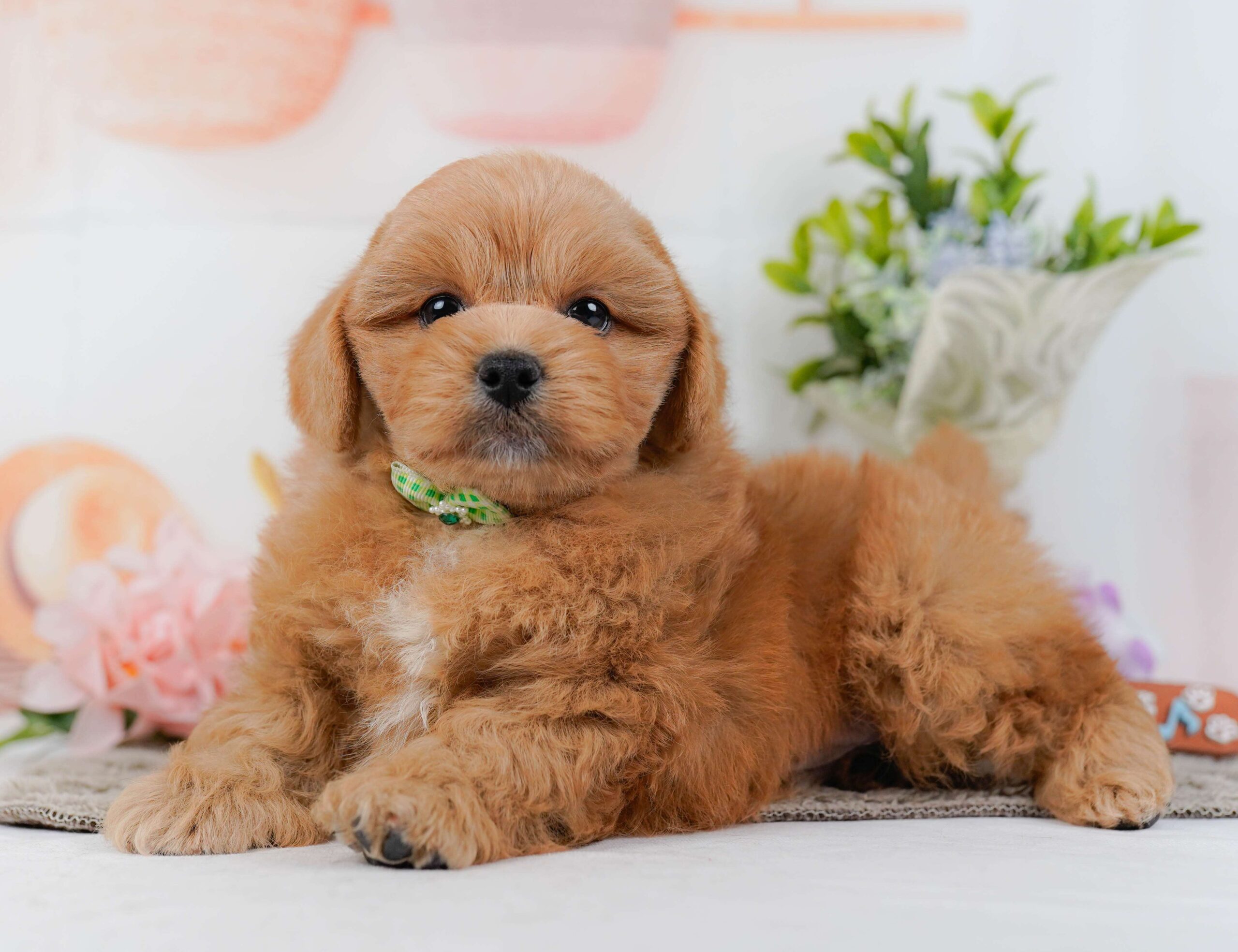 ペキプー | 男の子 | アプリコット | 2026年1月30日