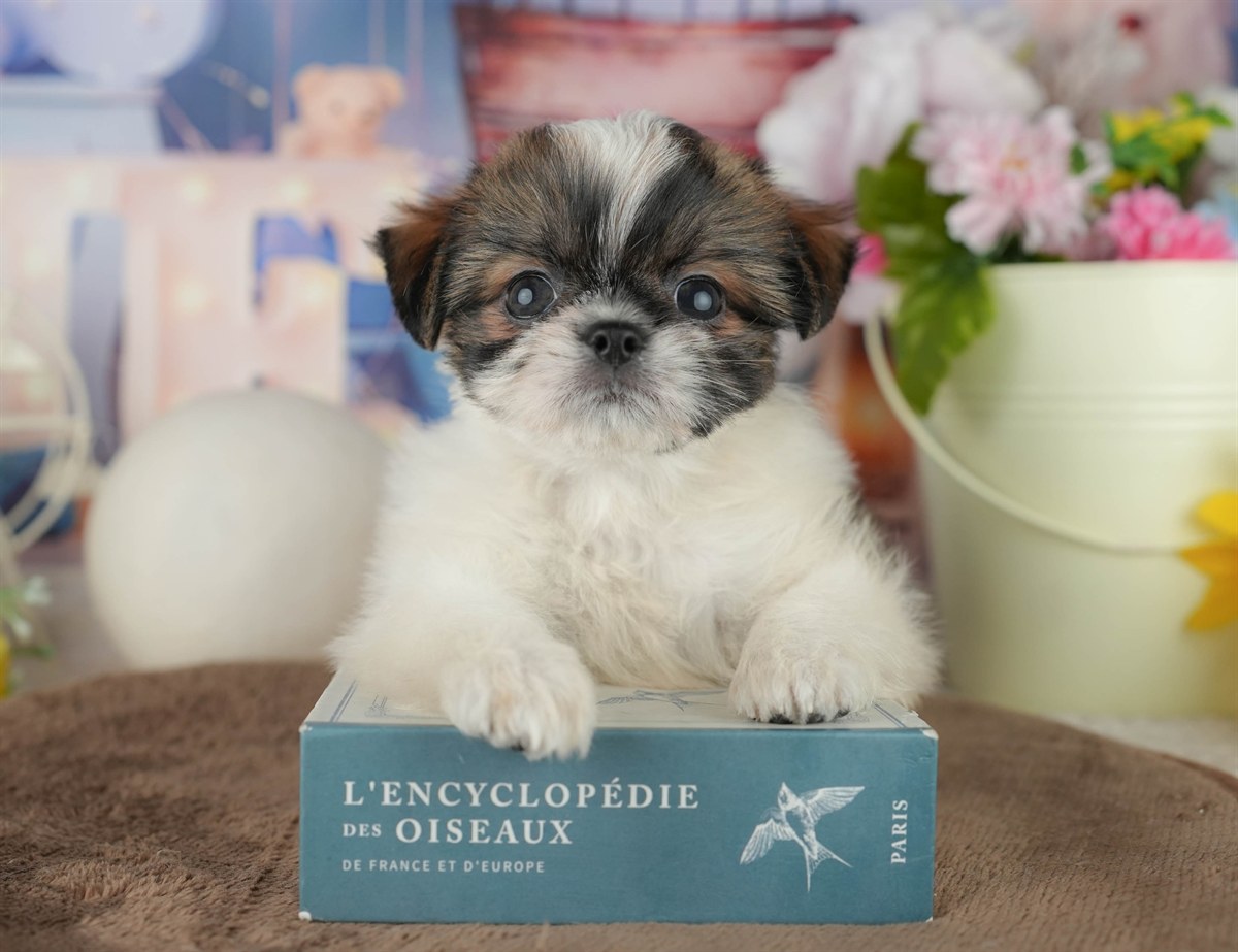 チーズー | 女の子 | ゴールド＆ホワイト | 2026年1月30日