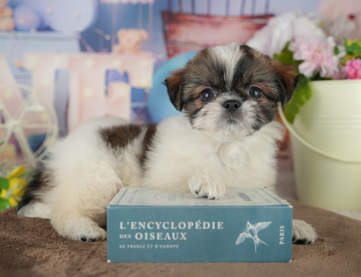 チーズー | 女の子 | ゴールド＆ホワイト | 2026年1月30日