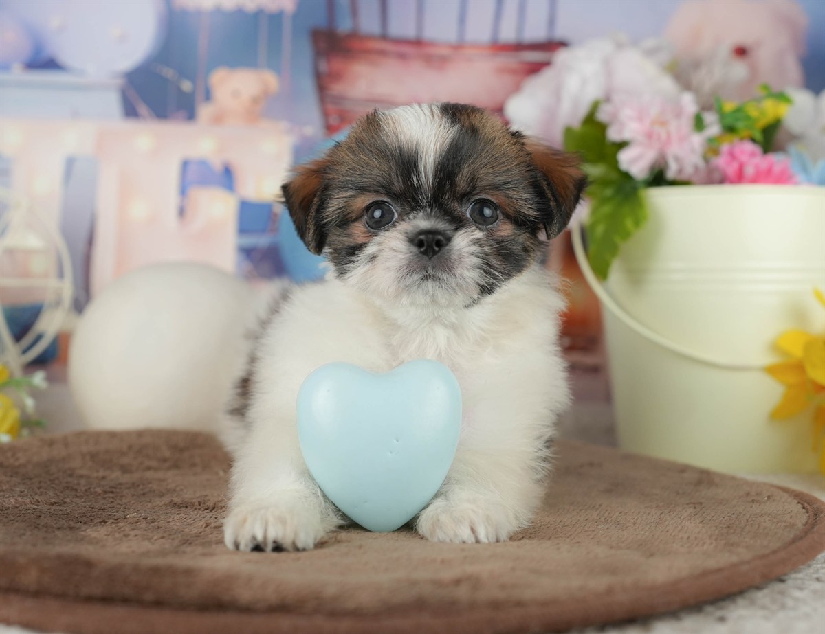 チーズー | 女の子 | ゴールド＆ホワイト | 2026年1月30日