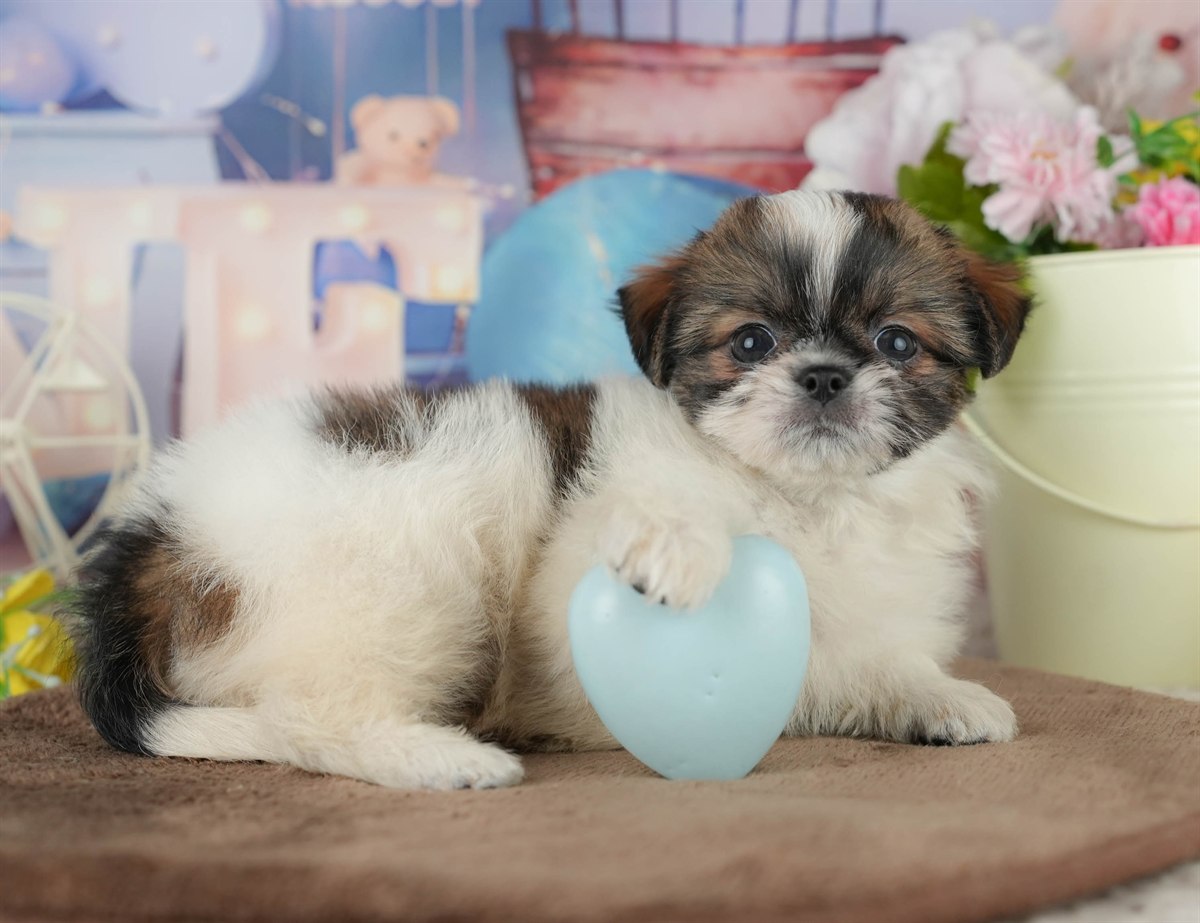 チーズー | 女の子 | ゴールド＆ホワイト | 2026年1月30日