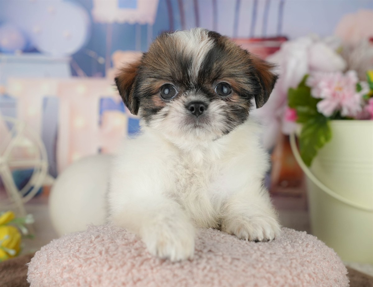 チーズー | 女の子 | ゴールド＆ホワイト | 2026年1月30日