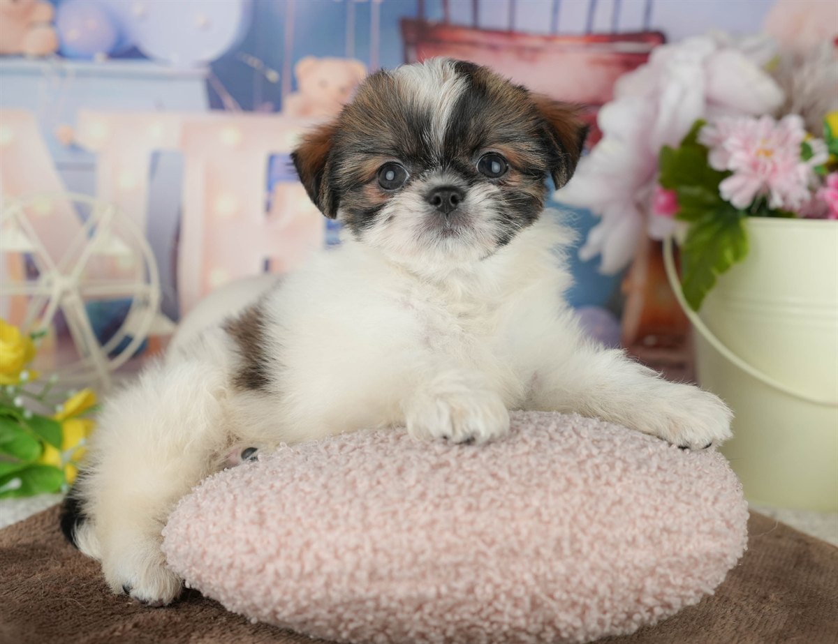 チーズー | 女の子 | ゴールド＆ホワイト | 2026年1月30日